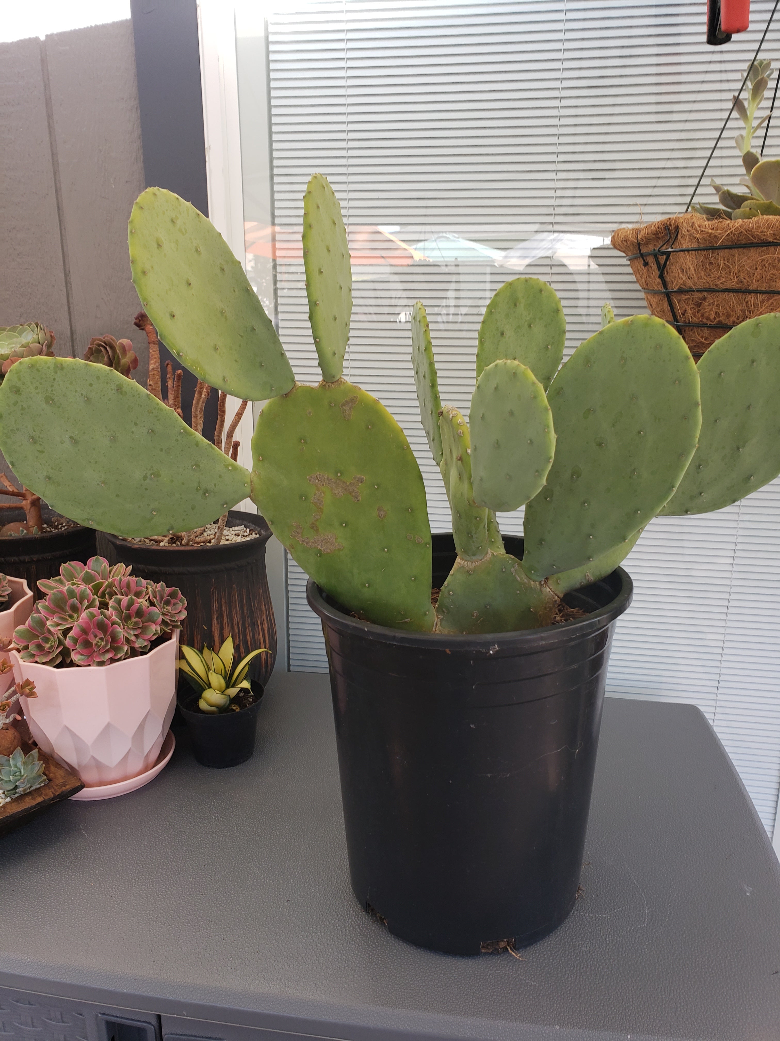 Cactus - Opuntia Thornless Prickly Pear paddle cutting