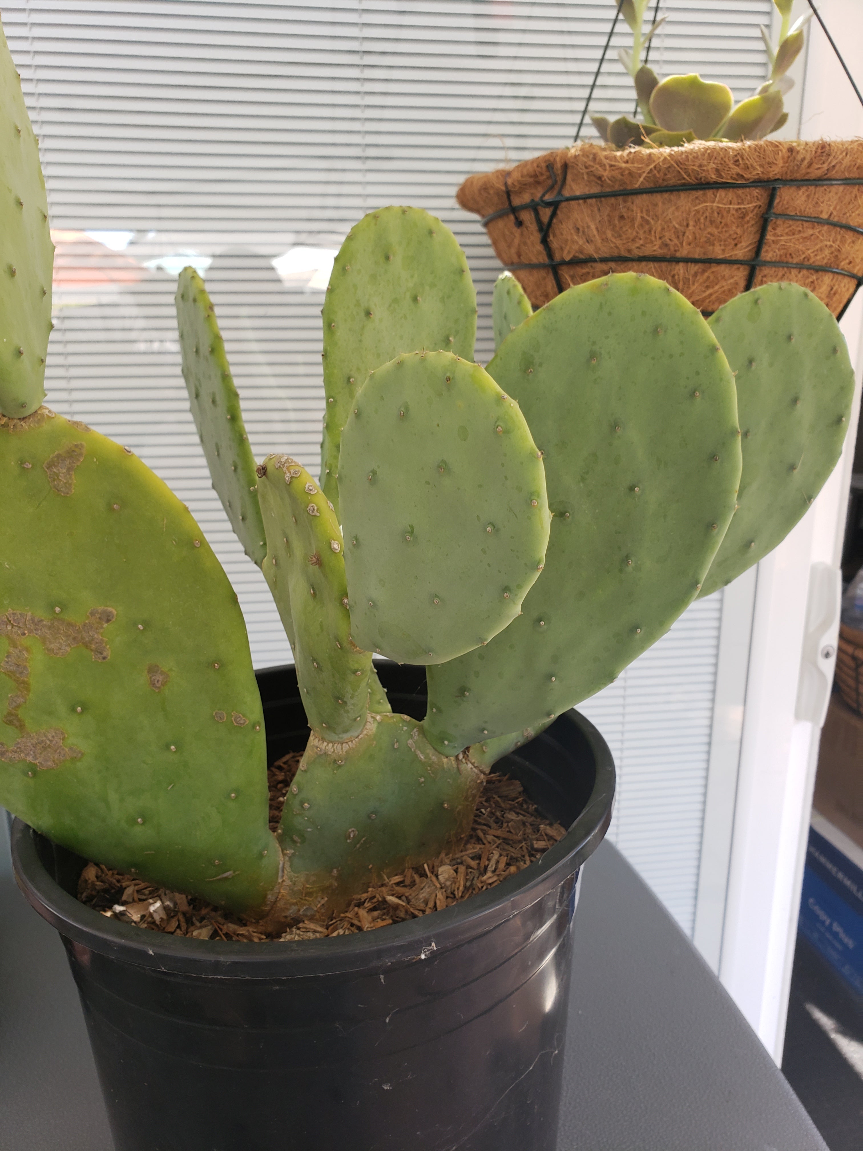 Cactus - Opuntia Thornless Prickly Pear paddle cutting