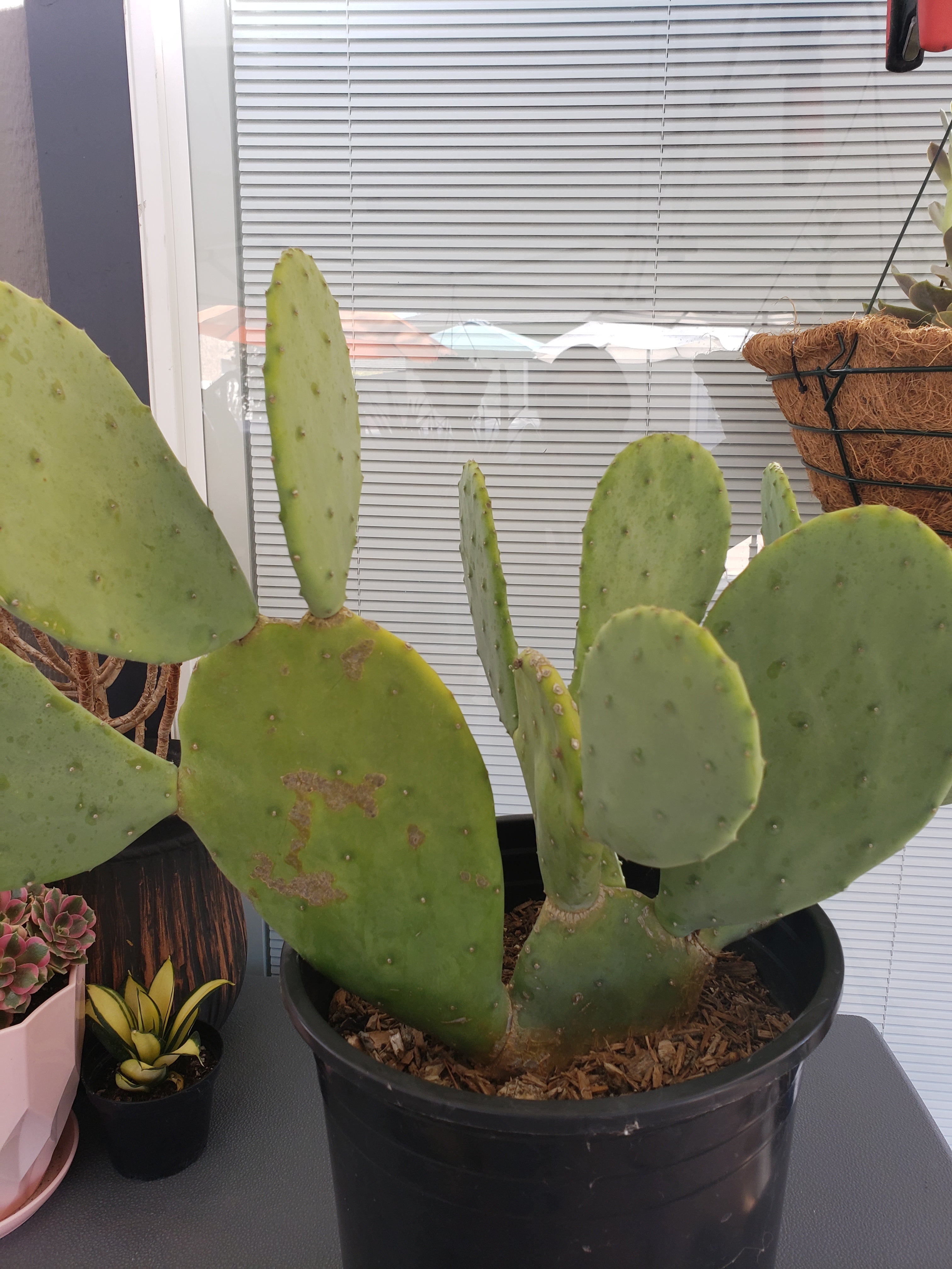 Cactus - Opuntia Thornless Prickly Pear paddle cutting