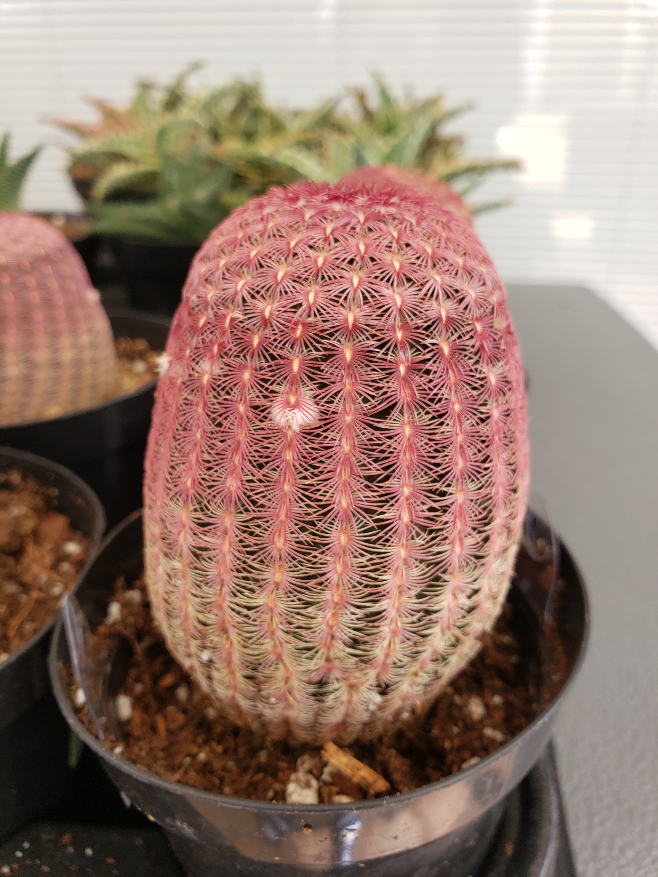 Cactus - Echinocereus Rigidissimus Rubrispinus - a beautiful member of the Hedgehog cactus family.