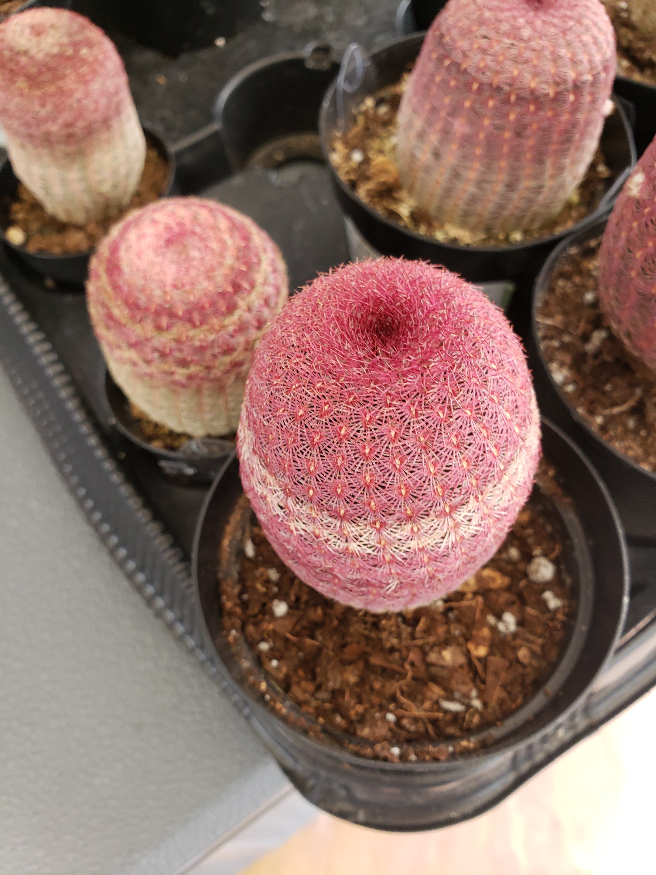 Cactus - Echinocereus Rigidissimus Rubrispinus - a beautiful member of the Hedgehog cactus family.