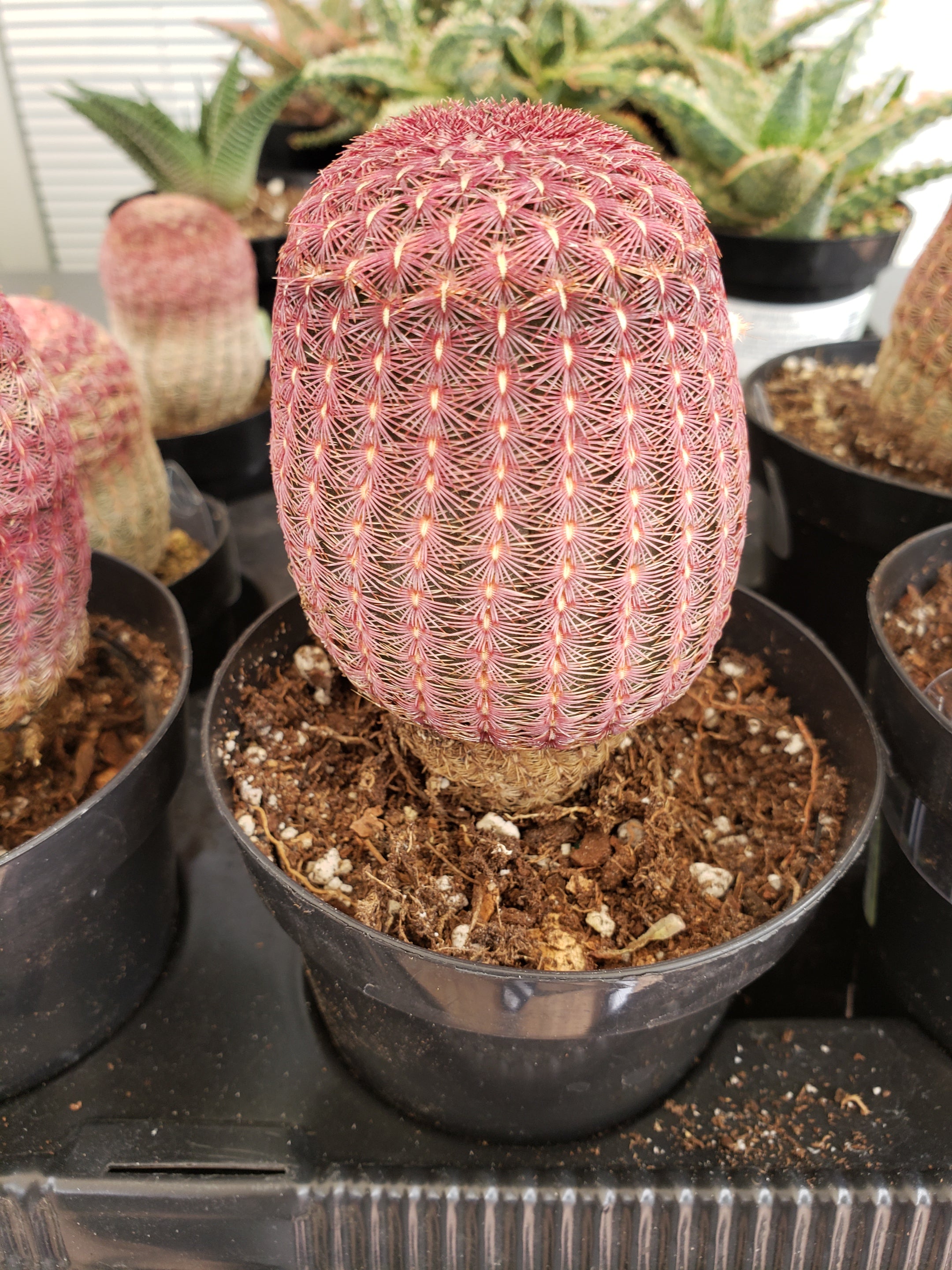 Cactus - Echinocereus Rigidissimus Rubrispinus - a beautiful member of the Hedgehog cactus family.