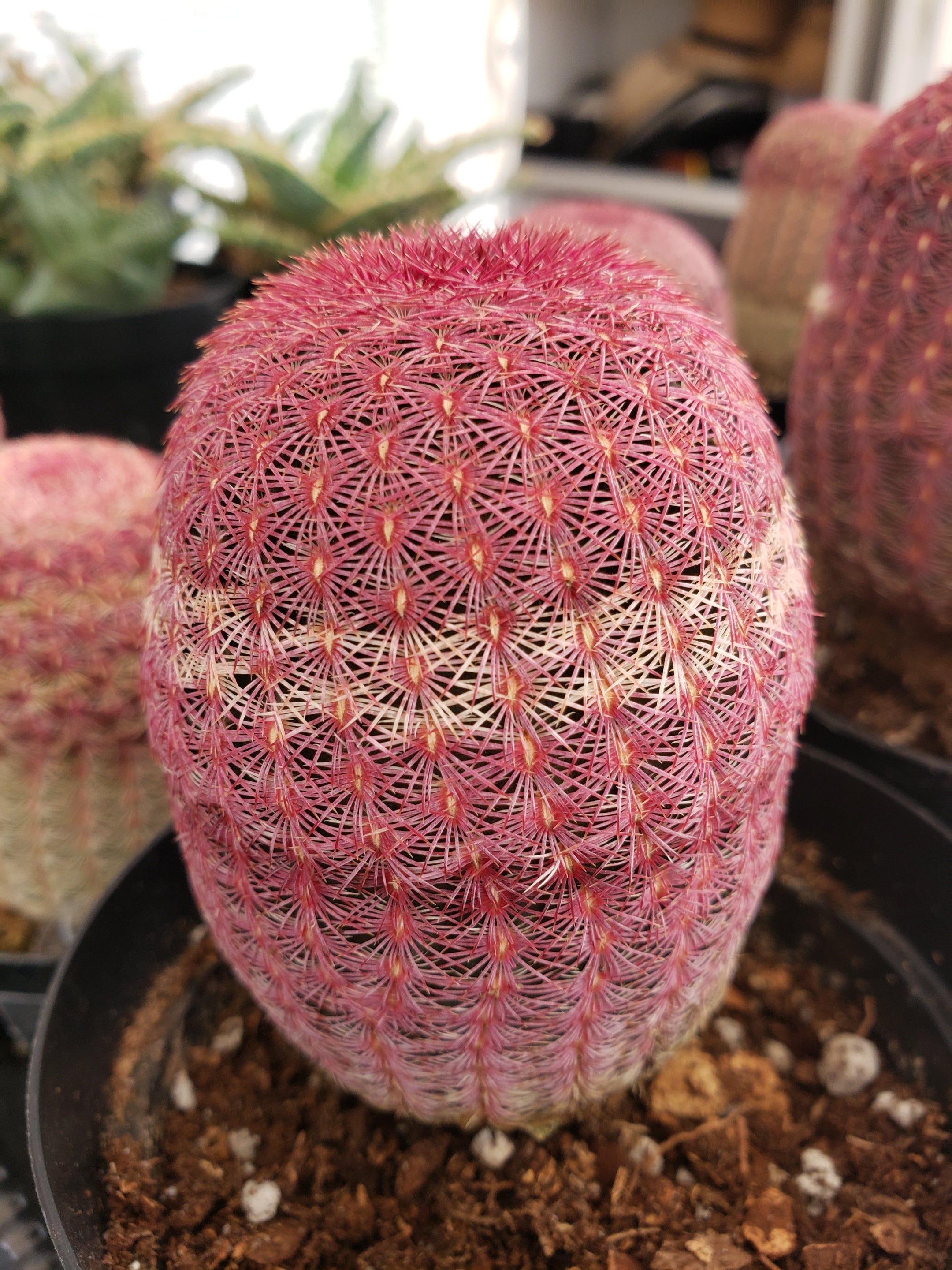 Cactus - Echinocereus Rigidissimus Rubrispinus - a beautiful member of the Hedgehog cactus family.
