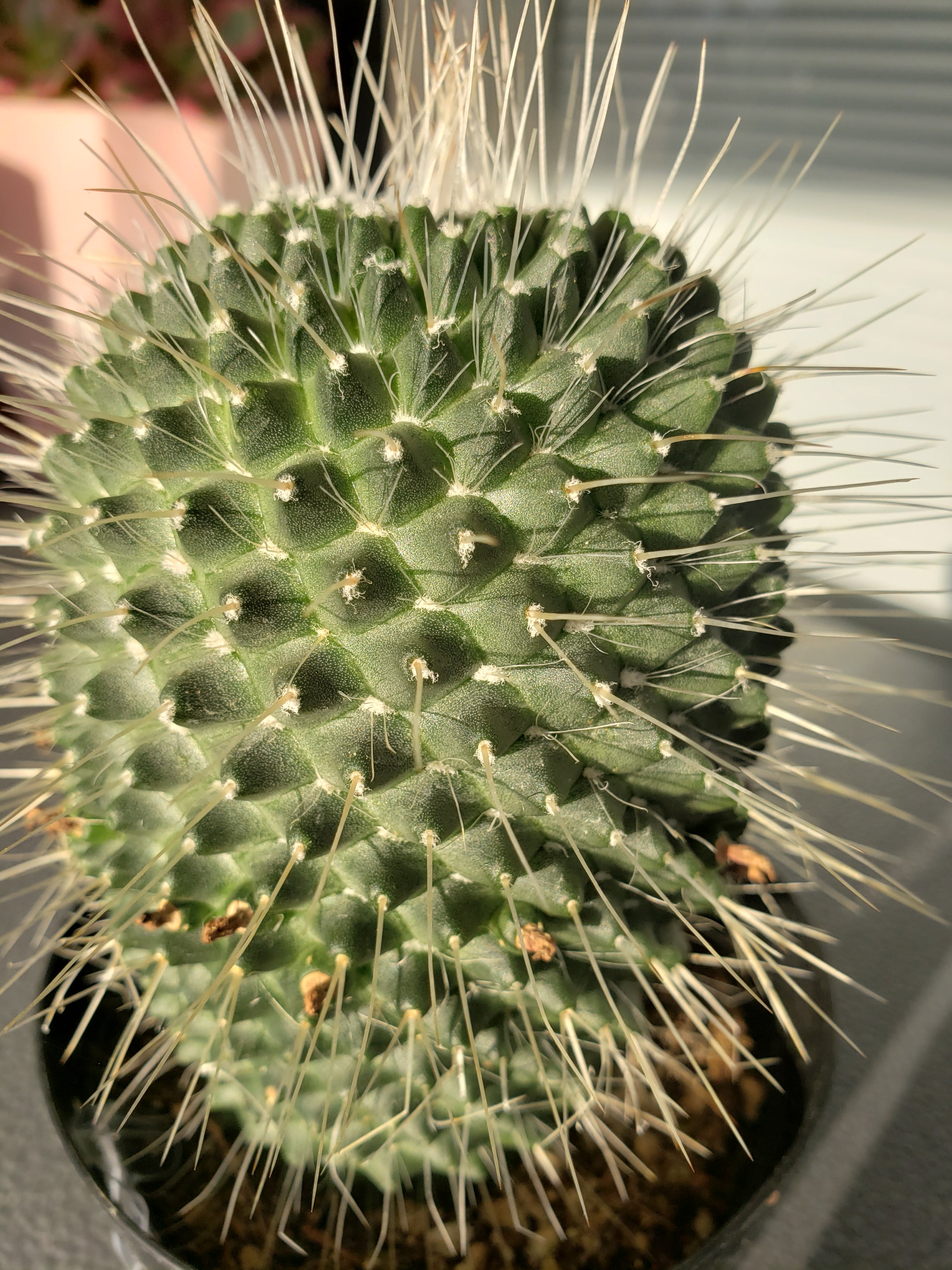 Cactus - Mammillaria Spinosissima "Un Pico"( one spine).