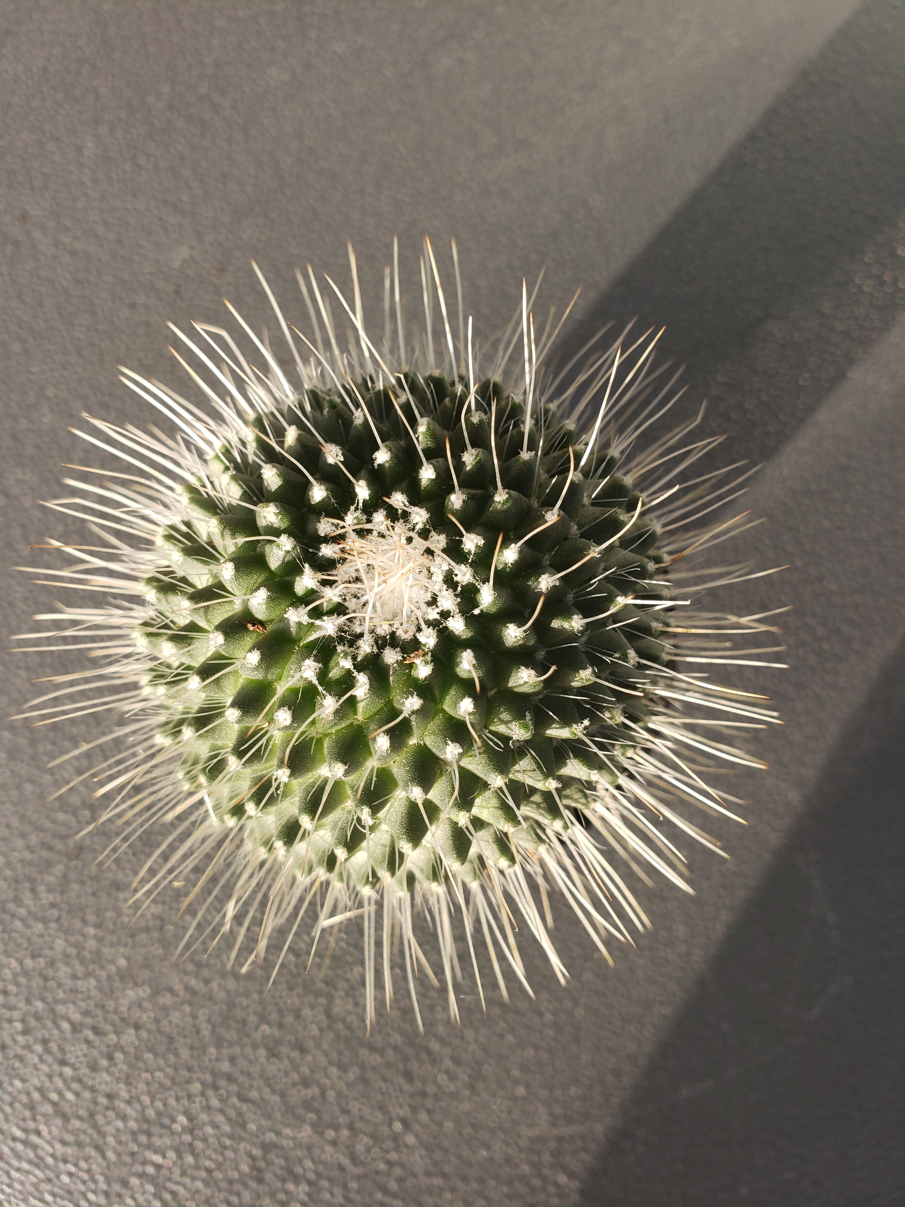 Cactus - Mammillaria Spinosissima "Un Pico"( one spine).