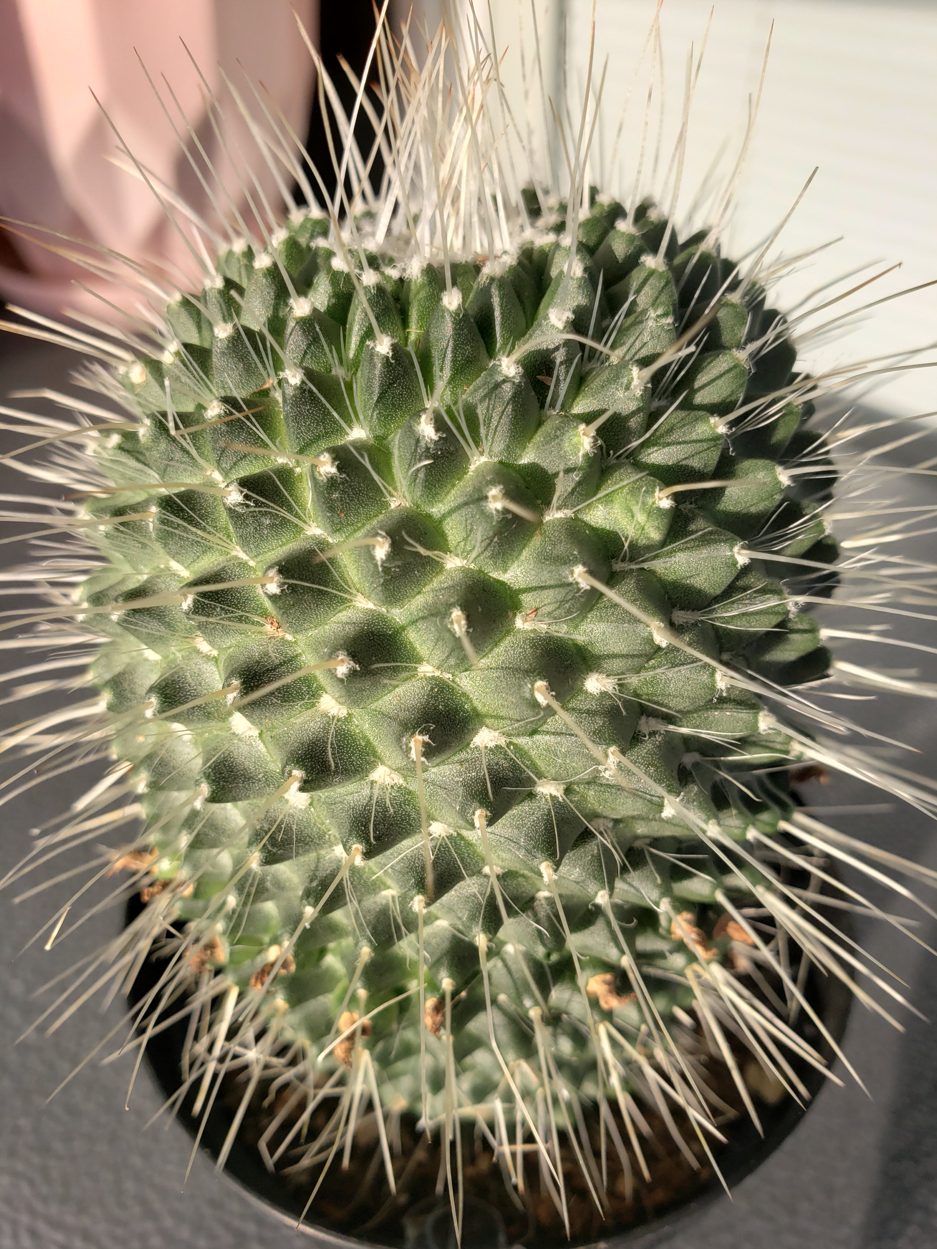 Cactus - Mammillaria Spinosissima "Un Pico"( one spine).