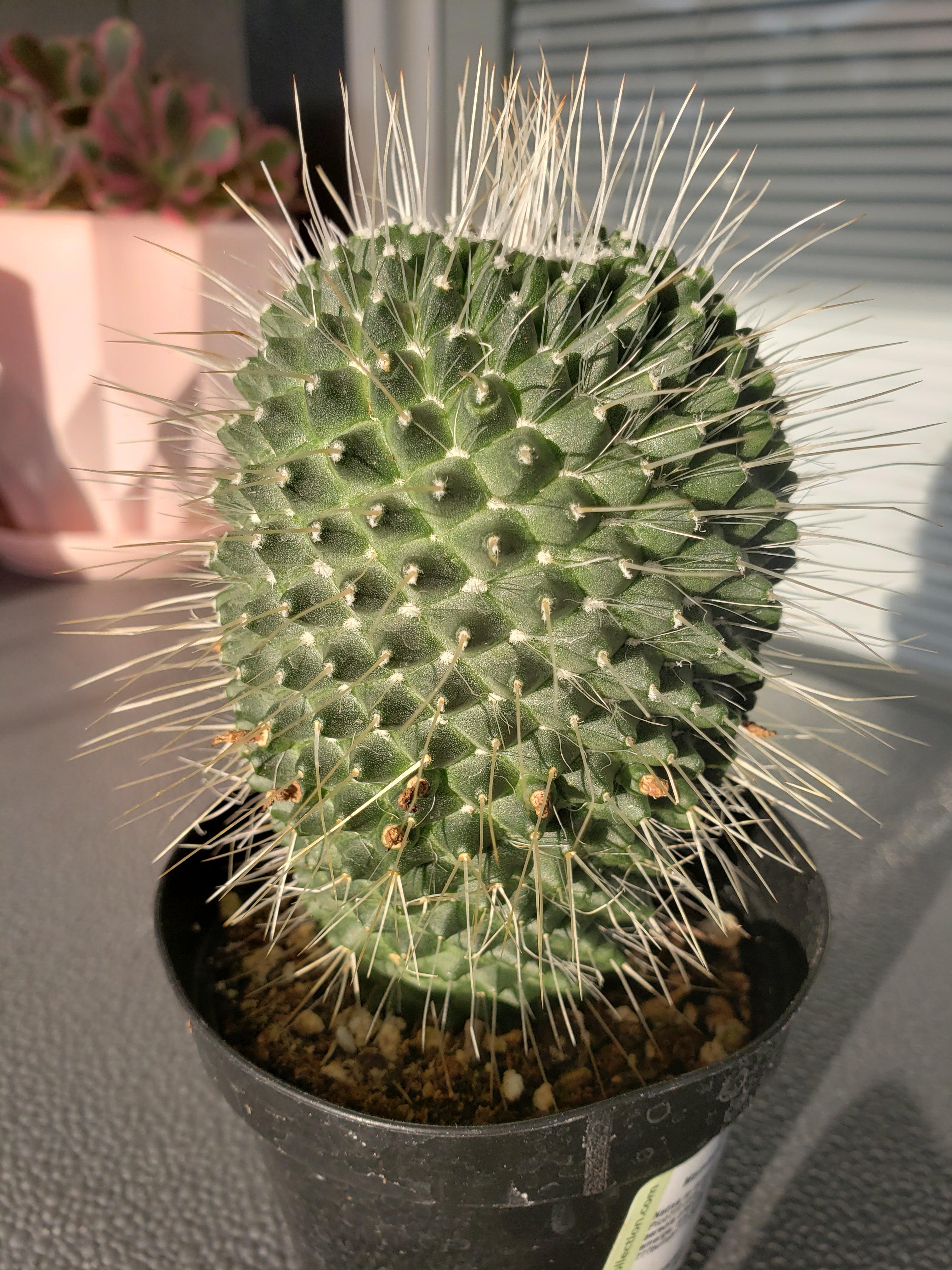 Cactus - Mammillaria Spinosissima "Un Pico"( one spine).