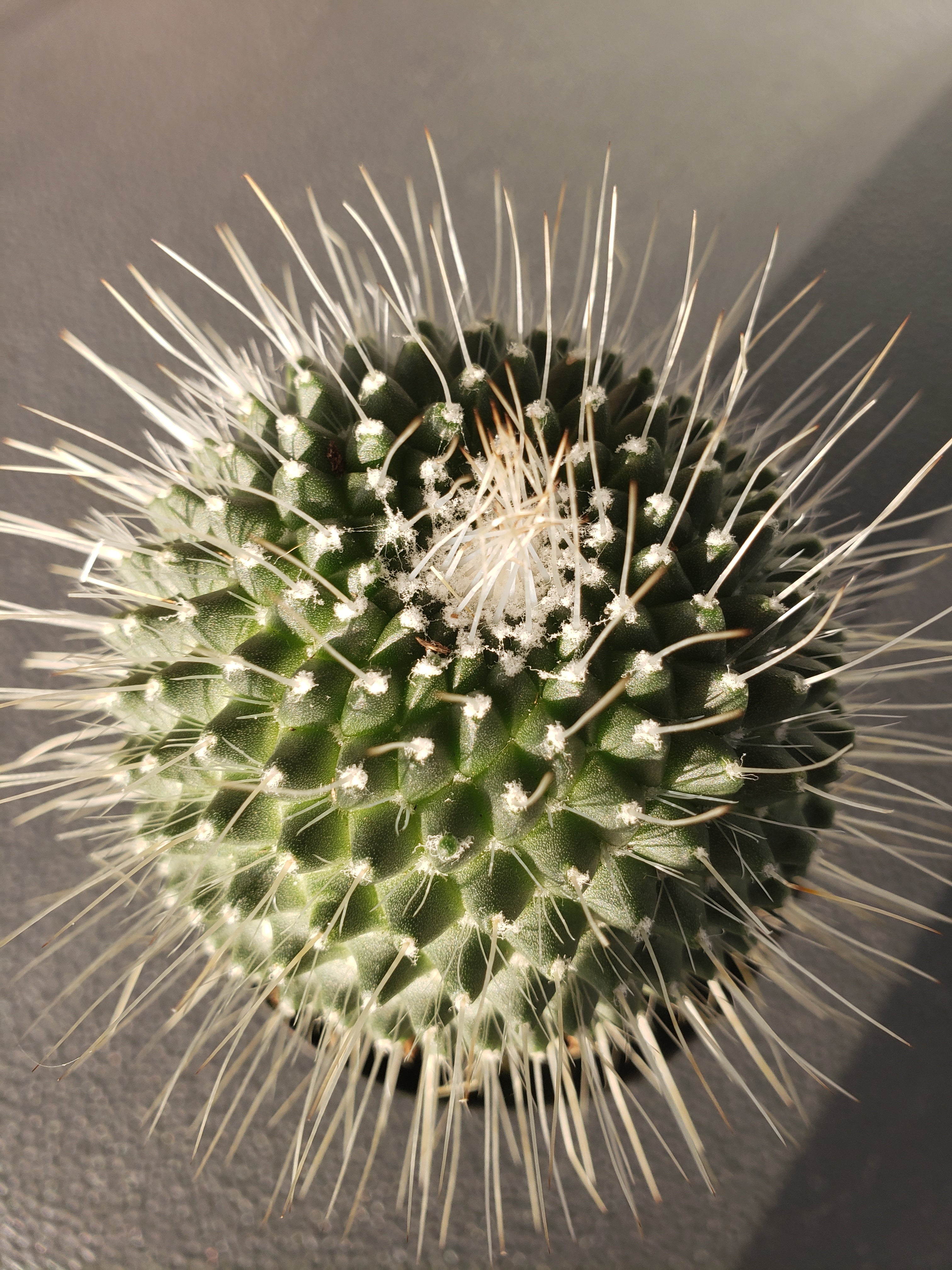 Cactus - Mammillaria Spinosissima "Un Pico"( one spine).