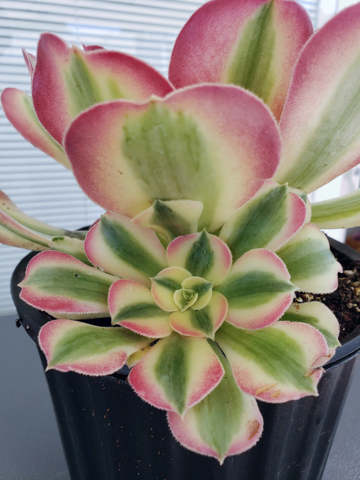 Aeonium Pink Witch Halloween succulent rooted in 1 gal pot. Will ship bare root