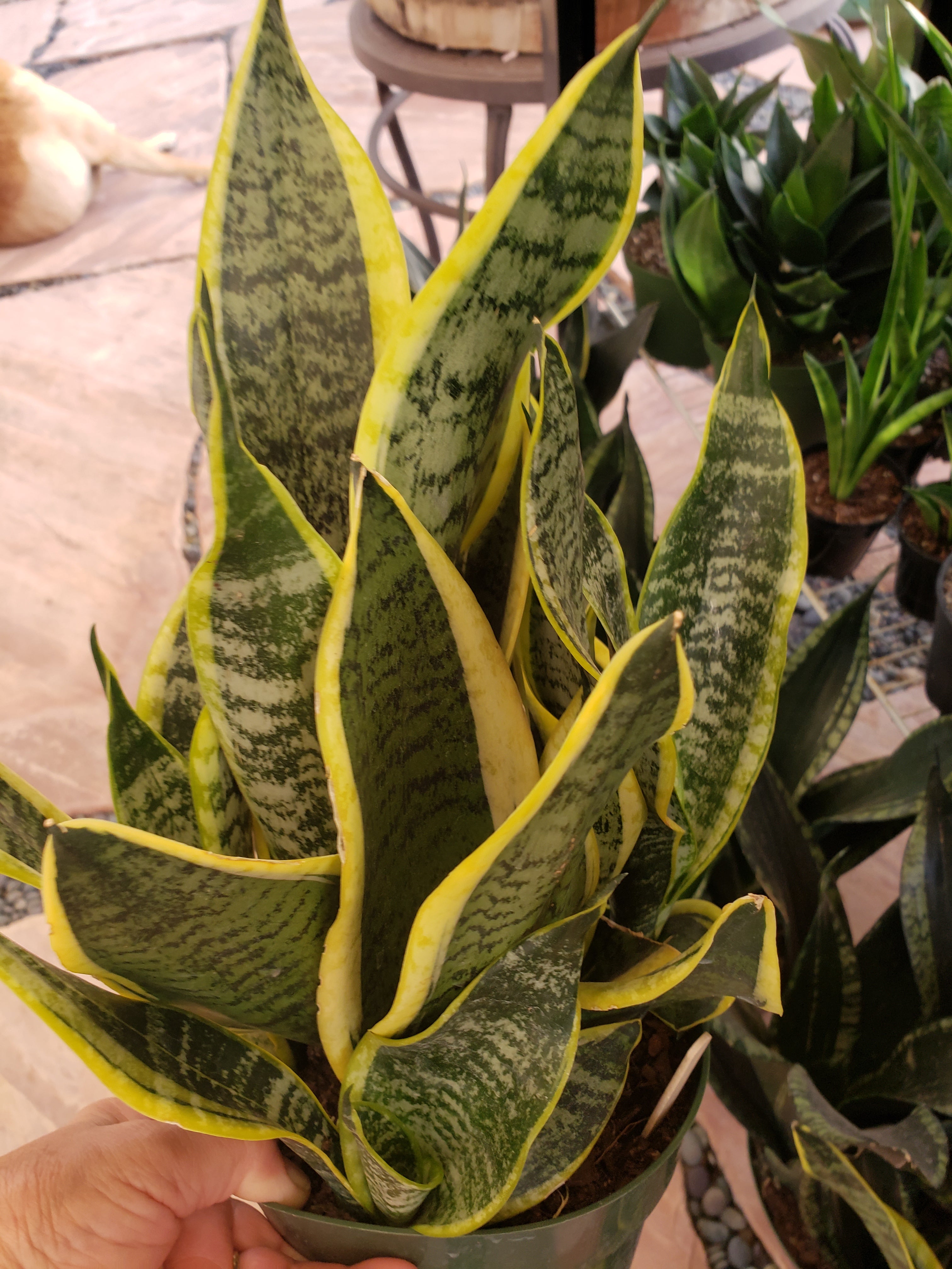Sansevieria Laurentii Succulent. Rooted in 6 inch pot.