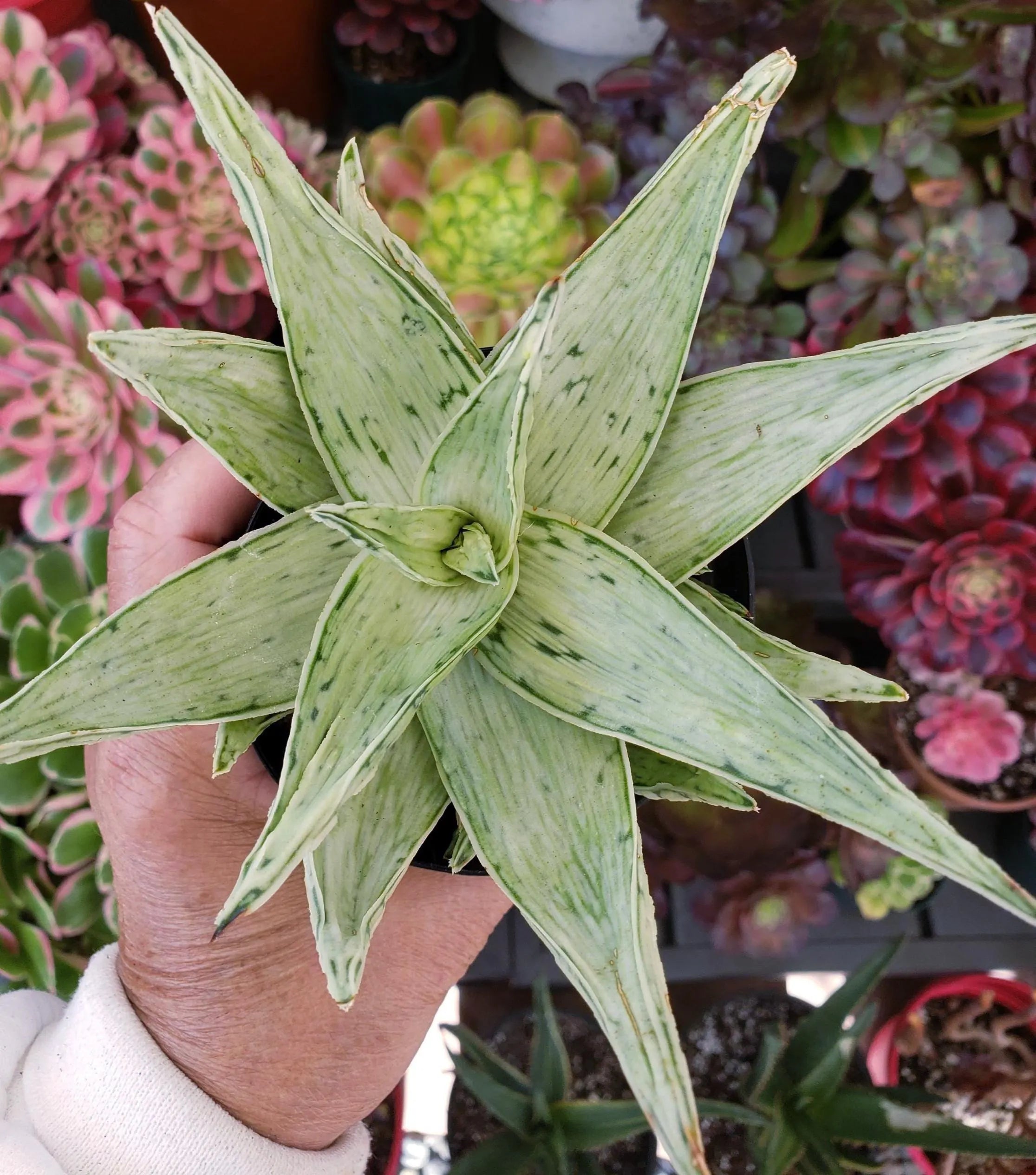 Aloe Snow Drift hybrid succulent in 4 inch pot. Will ship bare root.