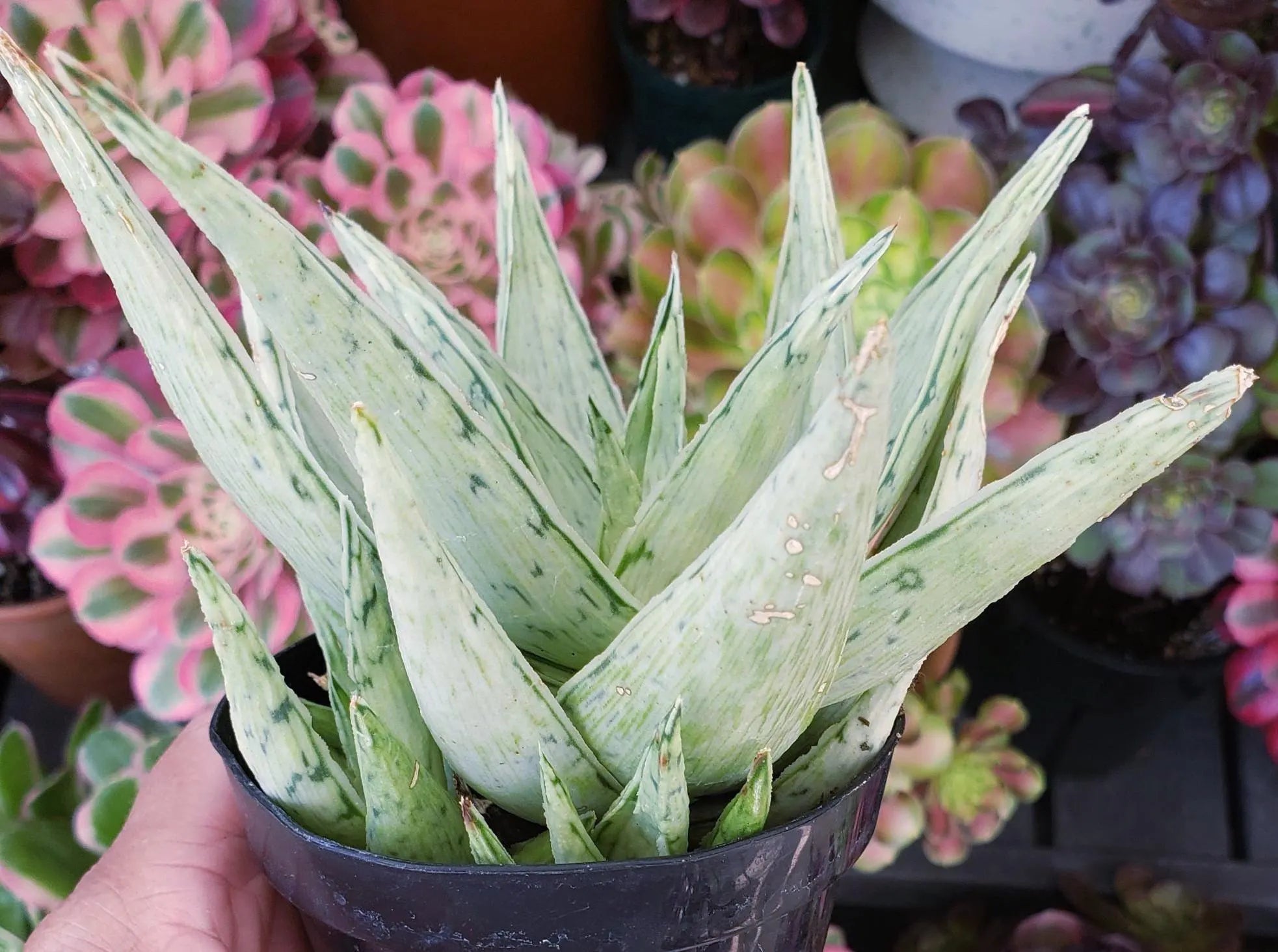 Aloe Snow Drift hybrid succulent in 4 inch pot. Will ship bare root.