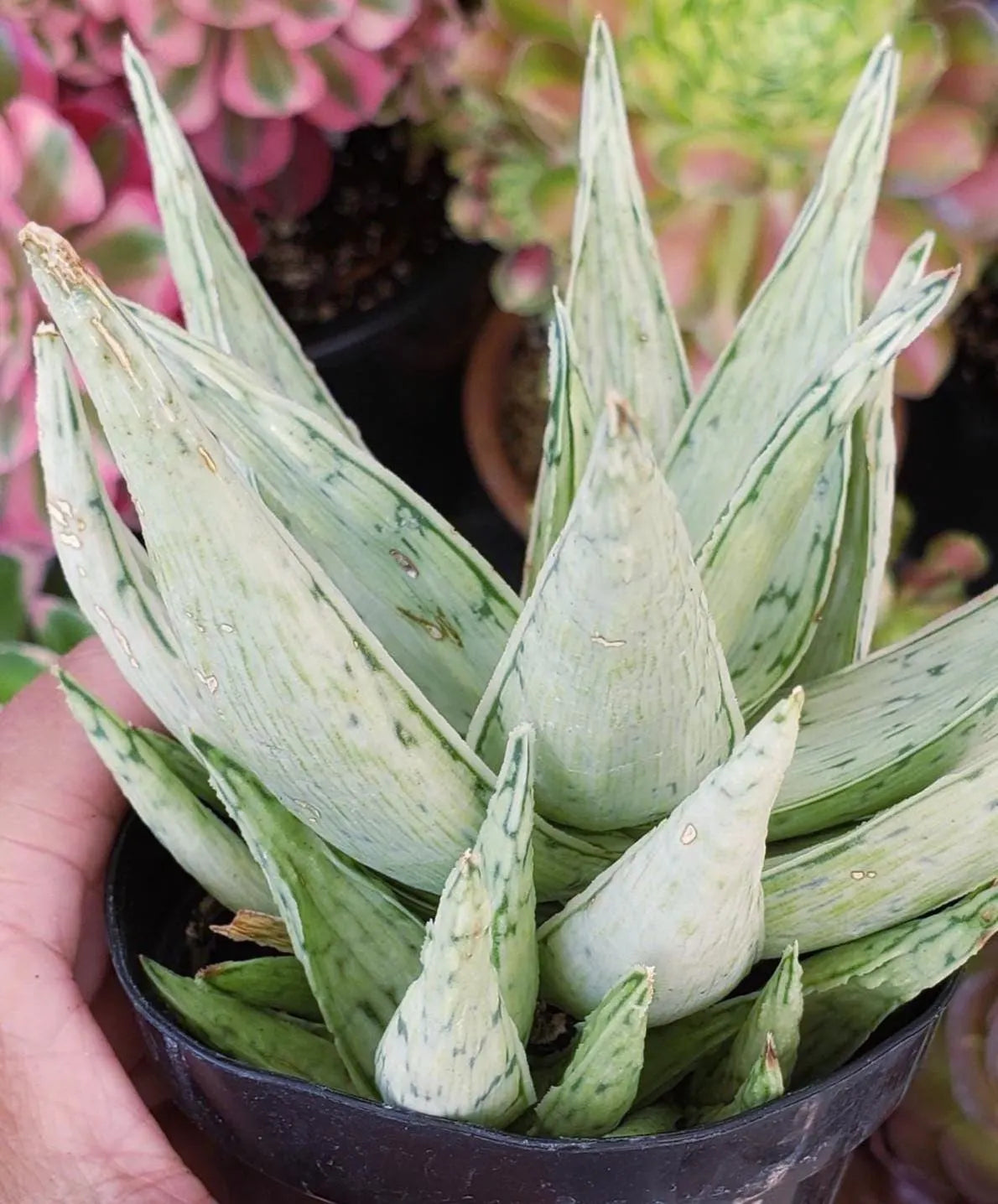 Aloe Snow Drift hybrid succulent in 4 inch pot. Will ship bare root.