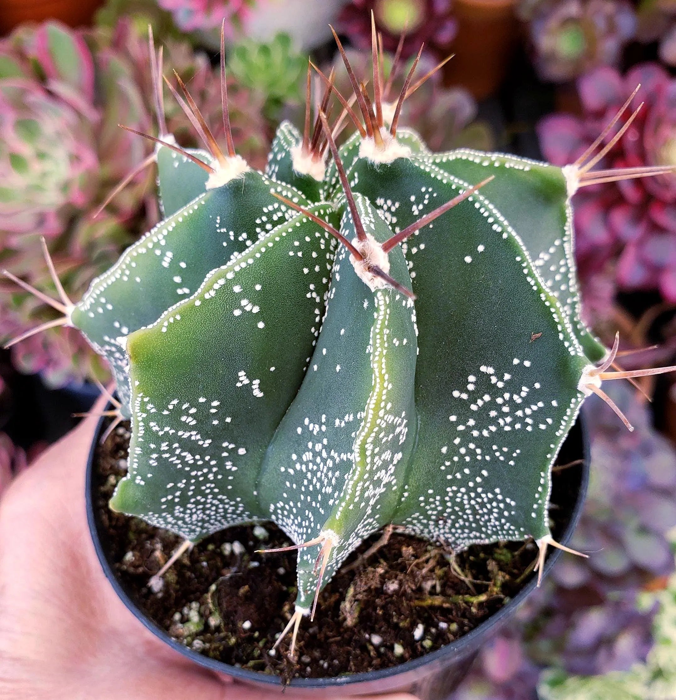 Cactus Star - Astrophytum Ornatum - Heavily Spined 4" Pot