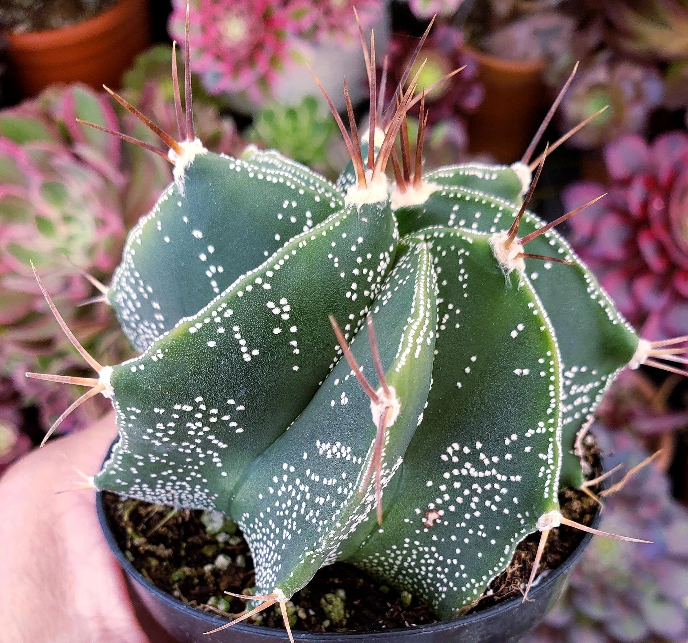 Cactus Star - Astrophytum Ornatum - Heavily Spined 4" Pot