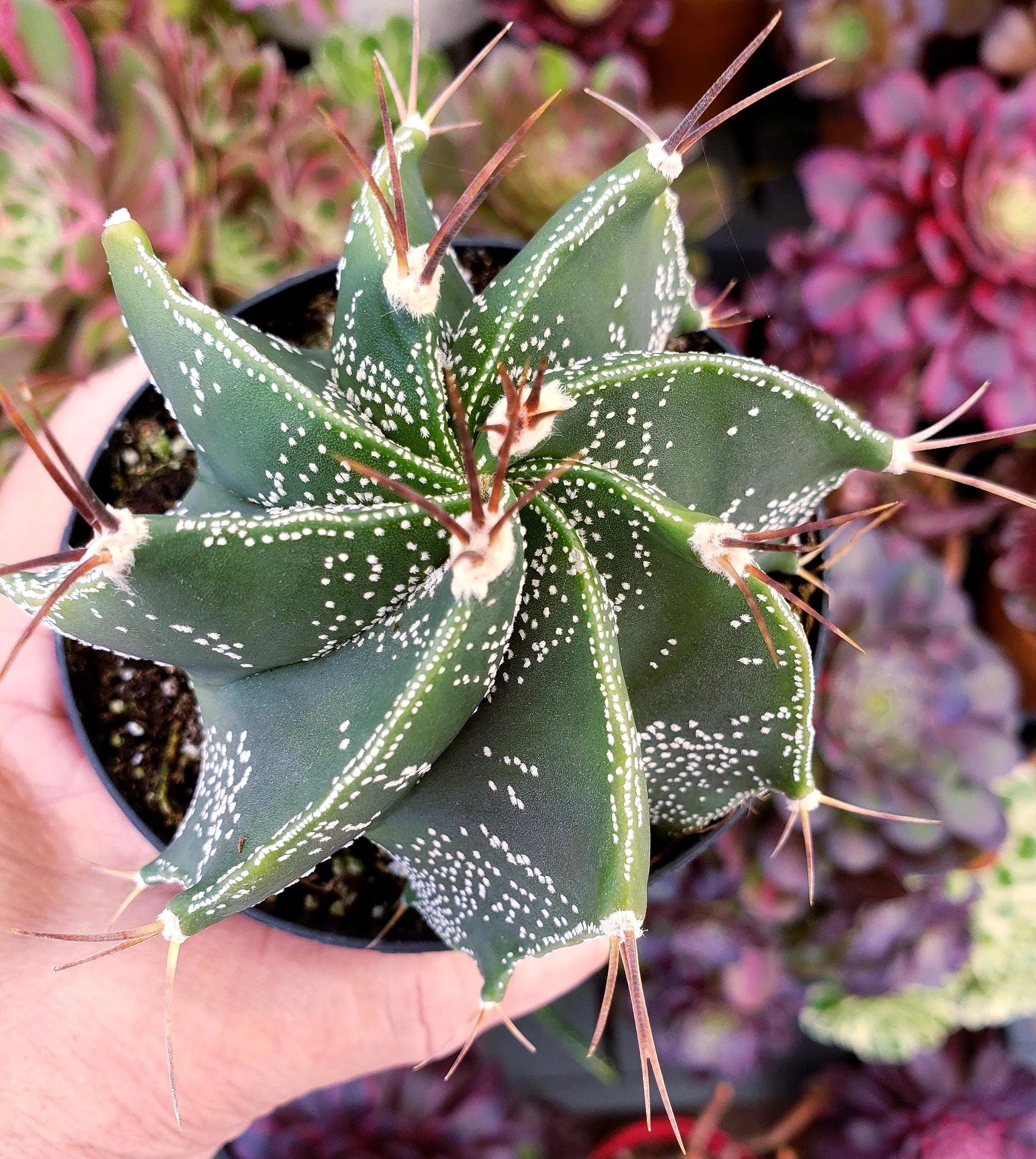 Cactus Star - Astrophytum Ornatum - Heavily Spined 4" Pot