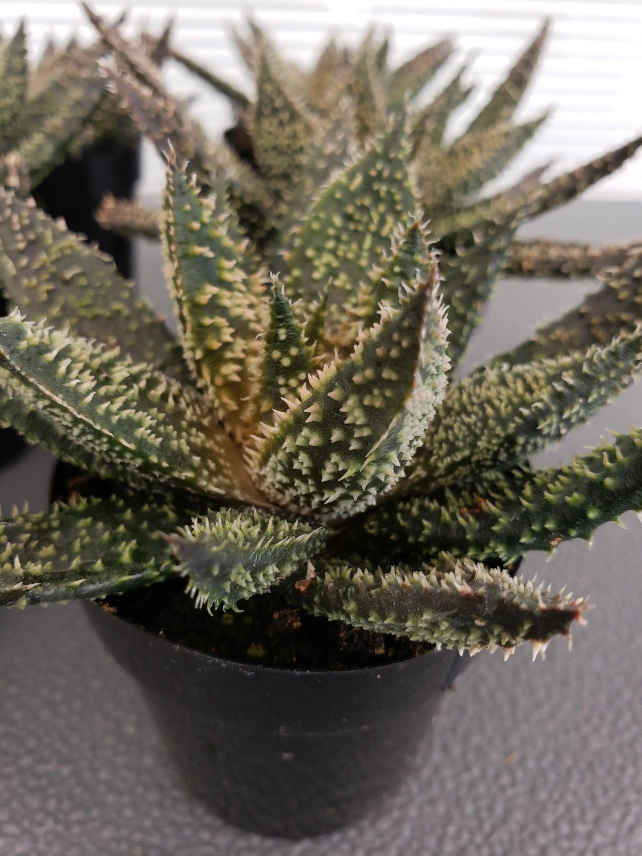 Aloe Tarantula hybrid succulent in 2.5 inch pot.will ship bare root.