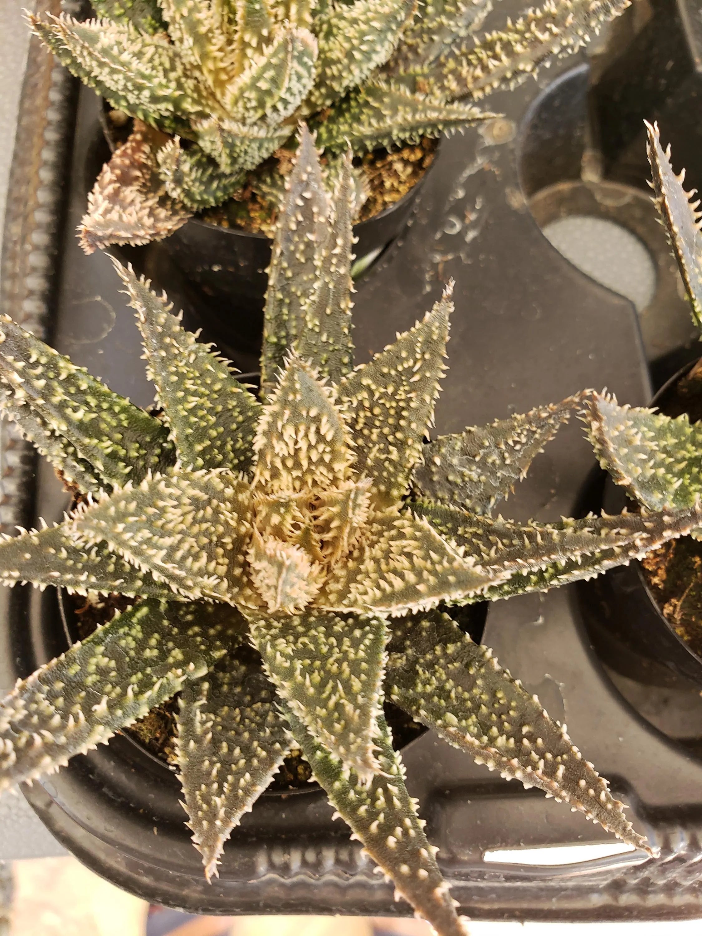 Aloe Tarantula hybrid succulent in 2.5 inch pot.will ship bare root.