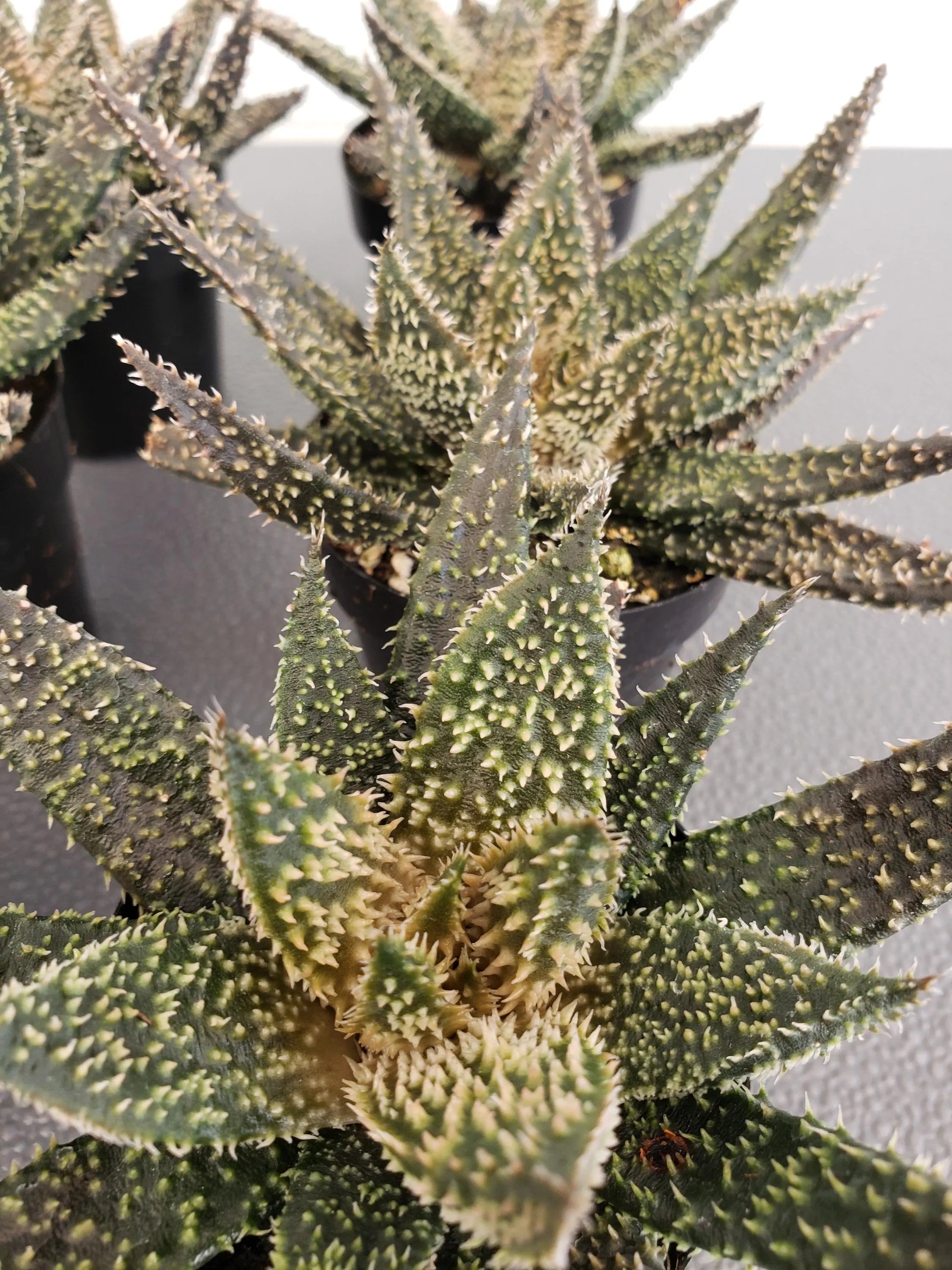 Aloe Tarantula hybrid succulent in 2.5 inch pot.will ship bare root.
