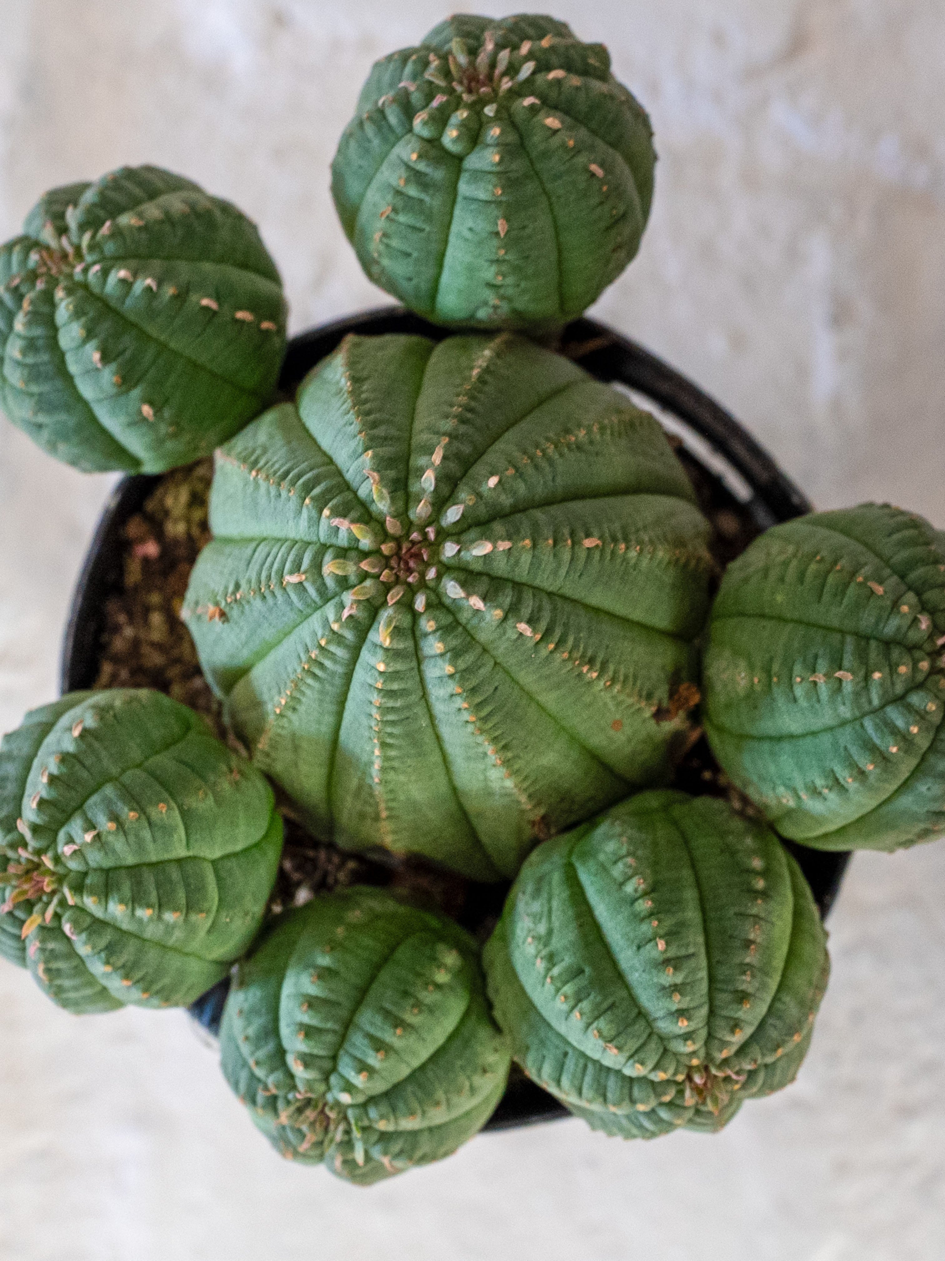 Euphorbia Obesa / Basketball plant