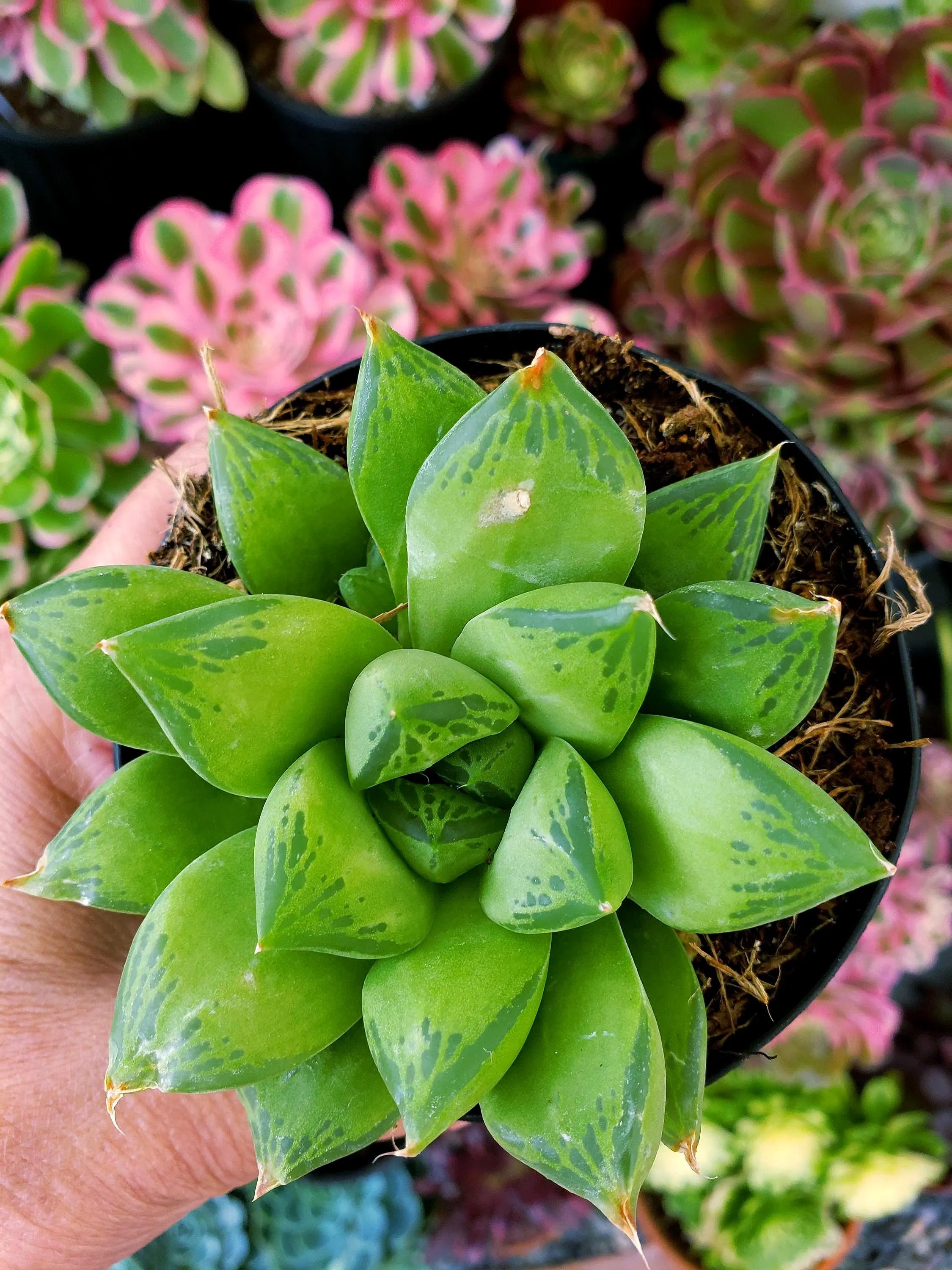 Haworthia Cuspidata in 4" pot.