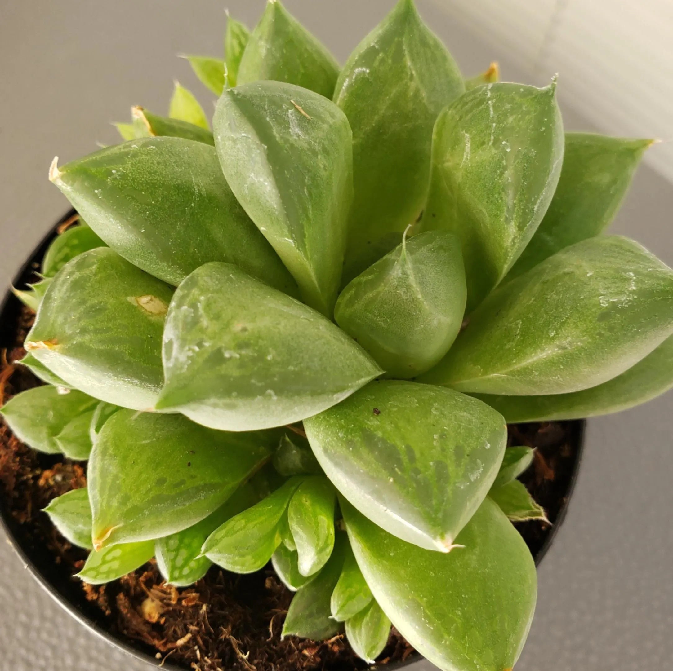 Haworthia Cuspidata in 4" pot.