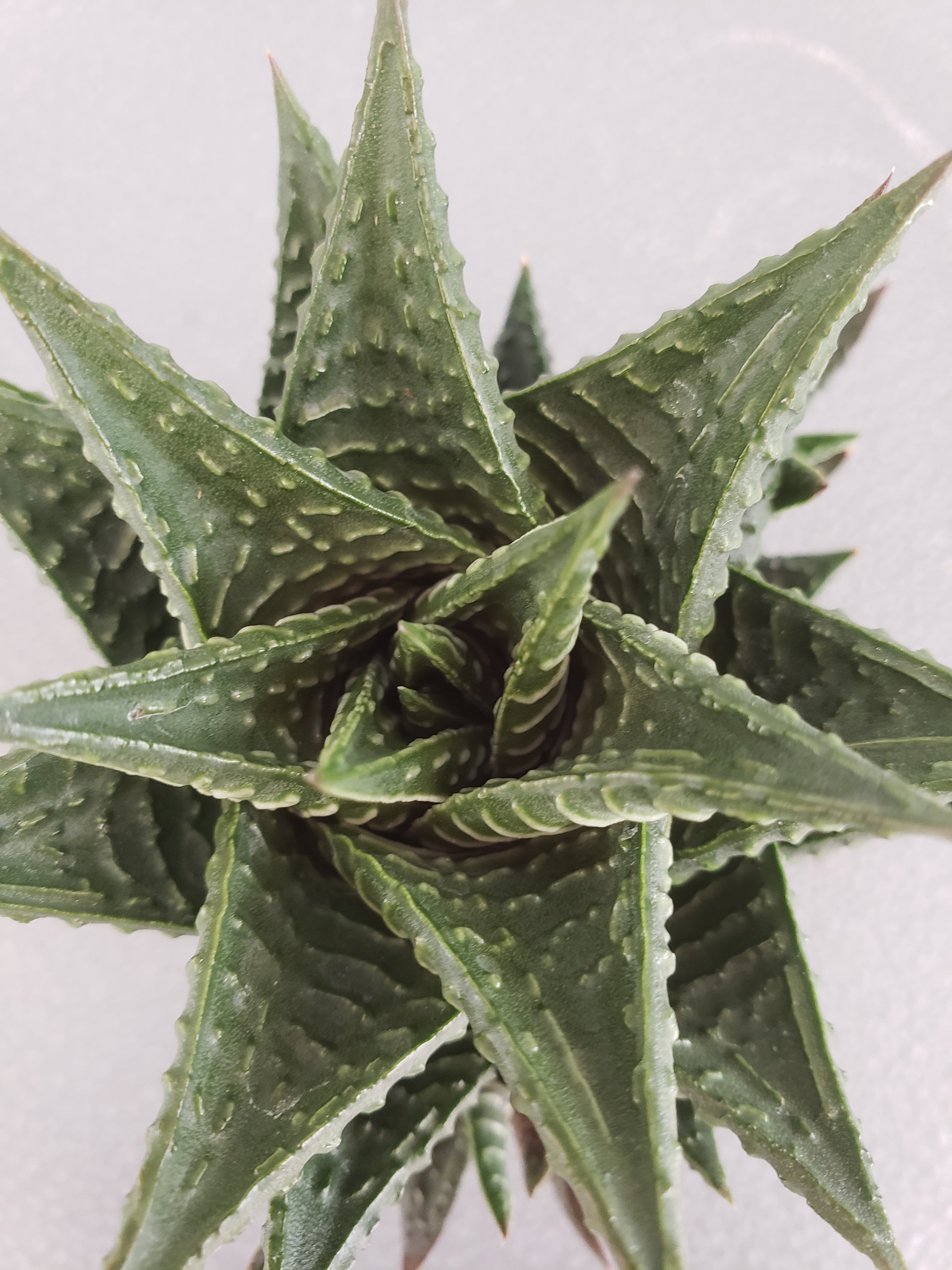 Haworthia Limifolia succulent in 2.5" pot.