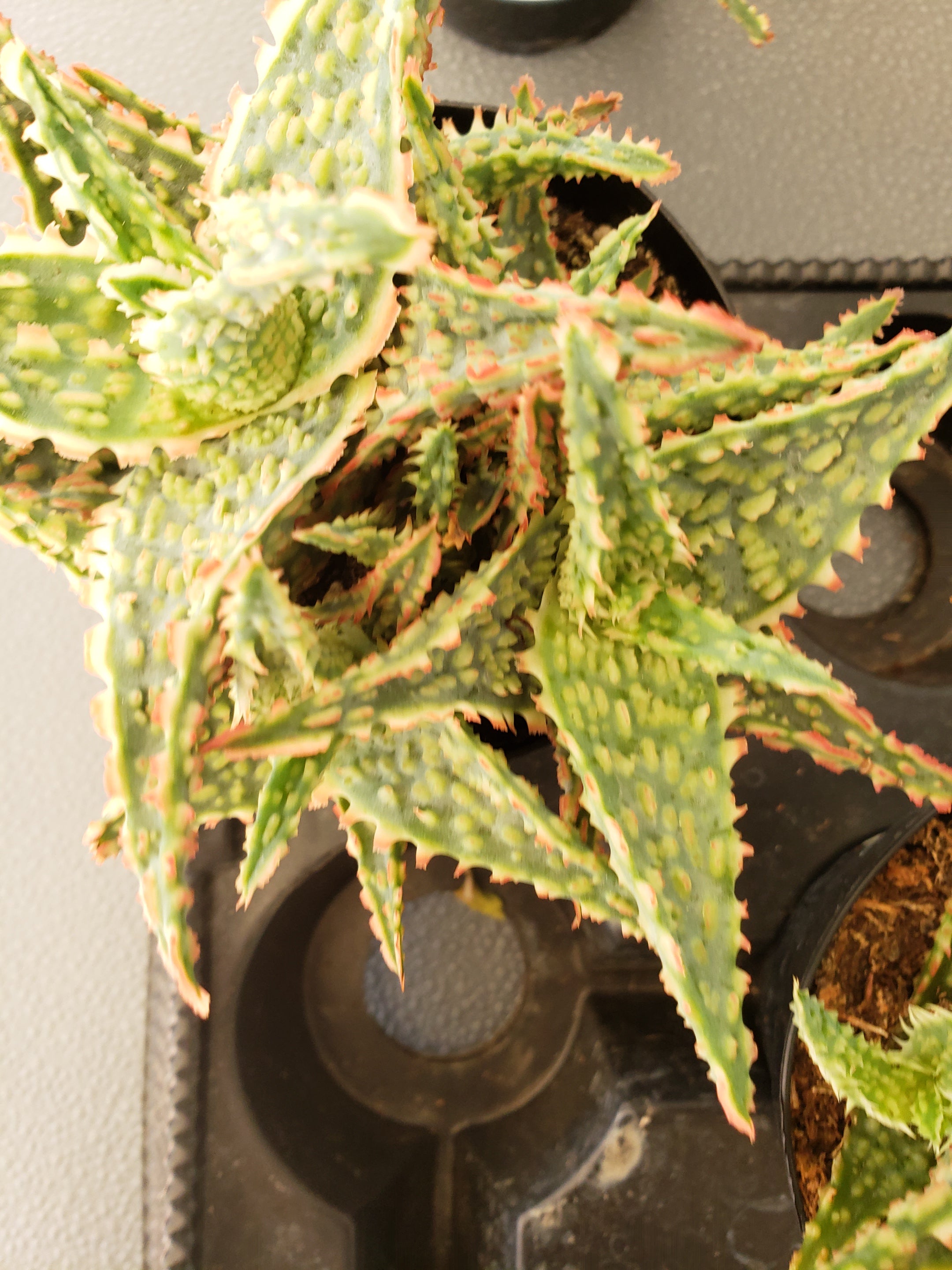 Aloe Oik Star Aloe Hybrid in 4 inch pot.