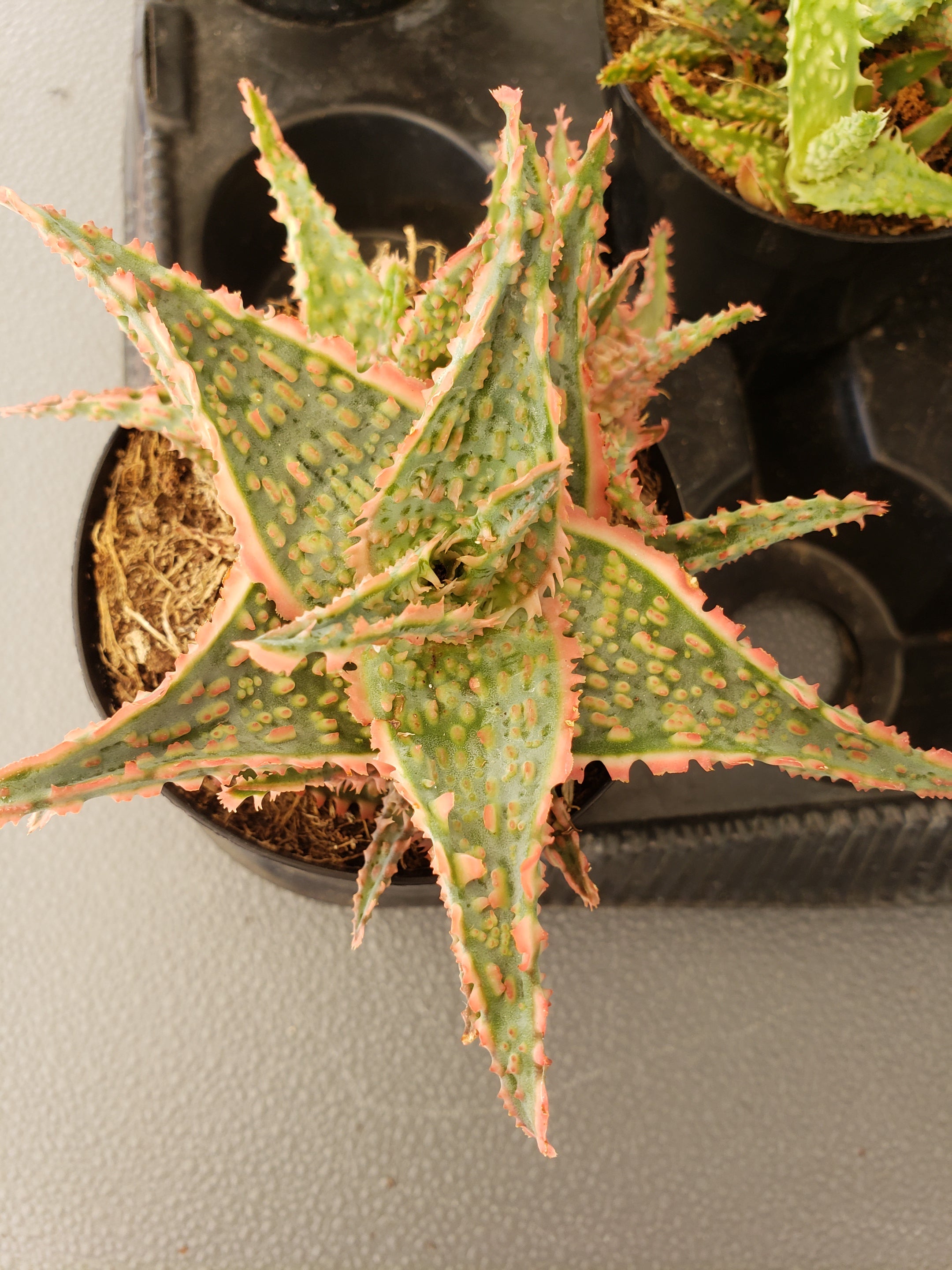 Aloe Oik Star Aloe Hybrid in 4 inch pot.