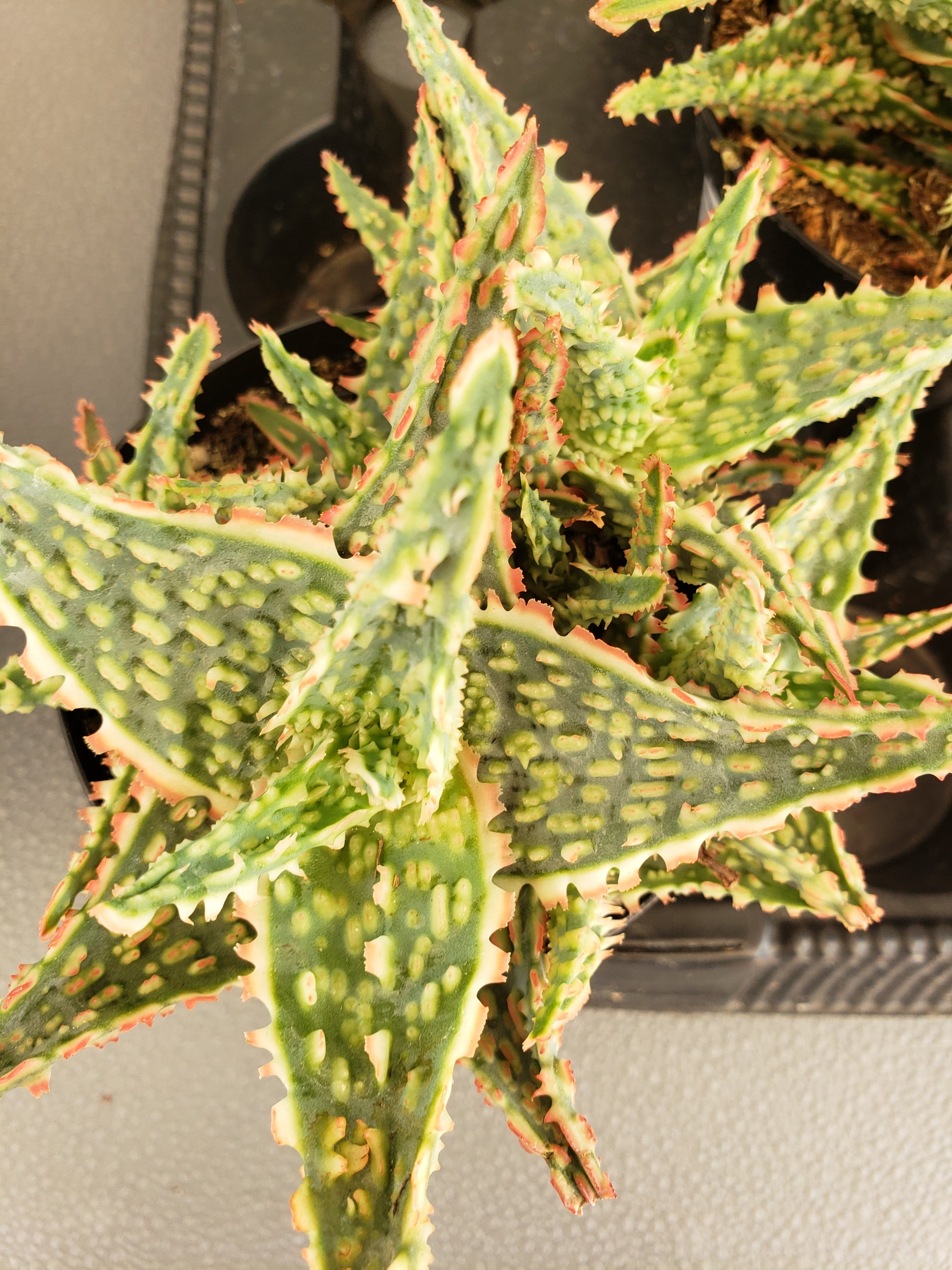 Aloe Oik Star Aloe Hybrid in 4 inch pot.