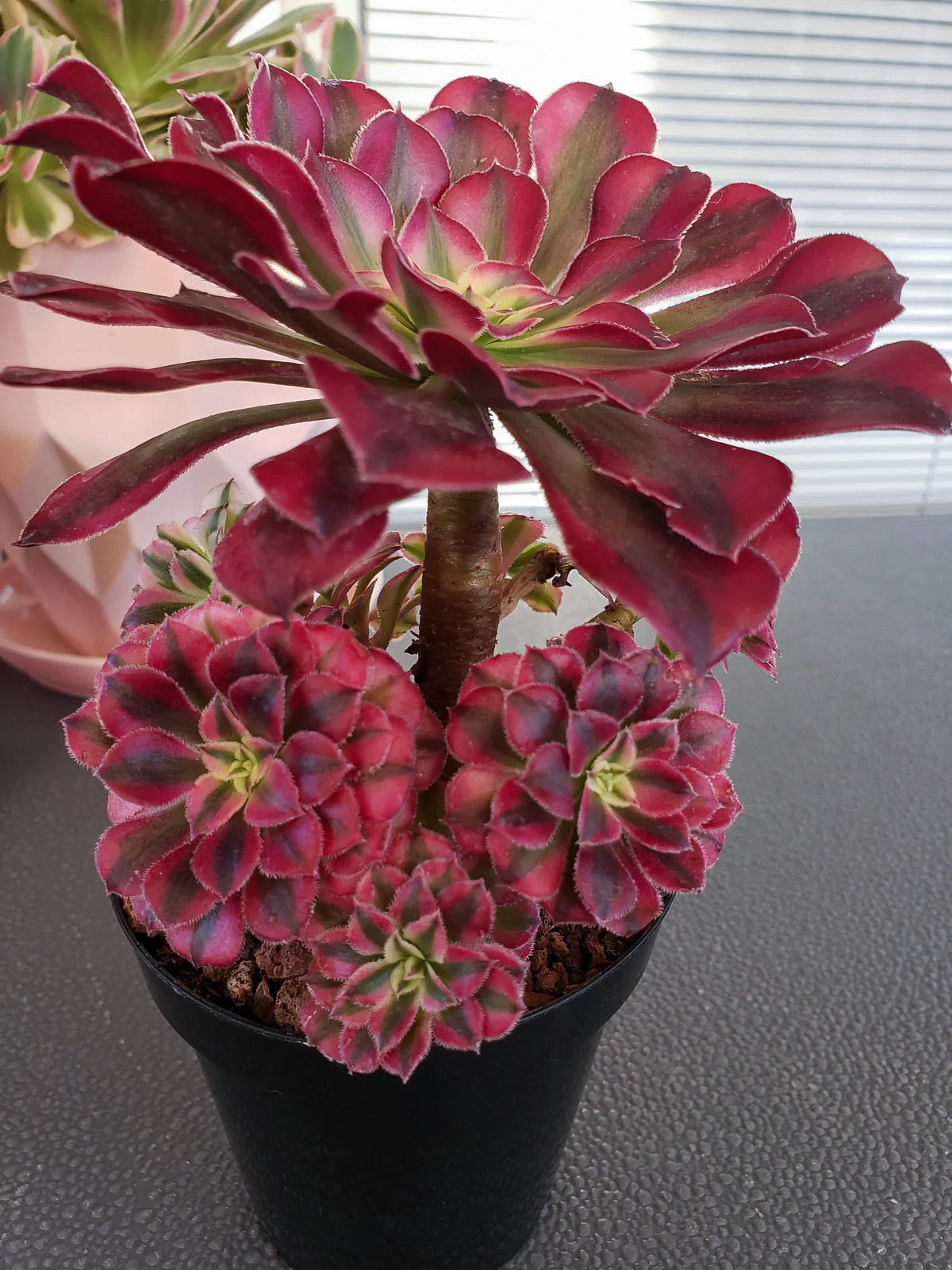 Aeonium Red Zwartkin mini cluster/topiary rooted in 4" pot. One of a kind!