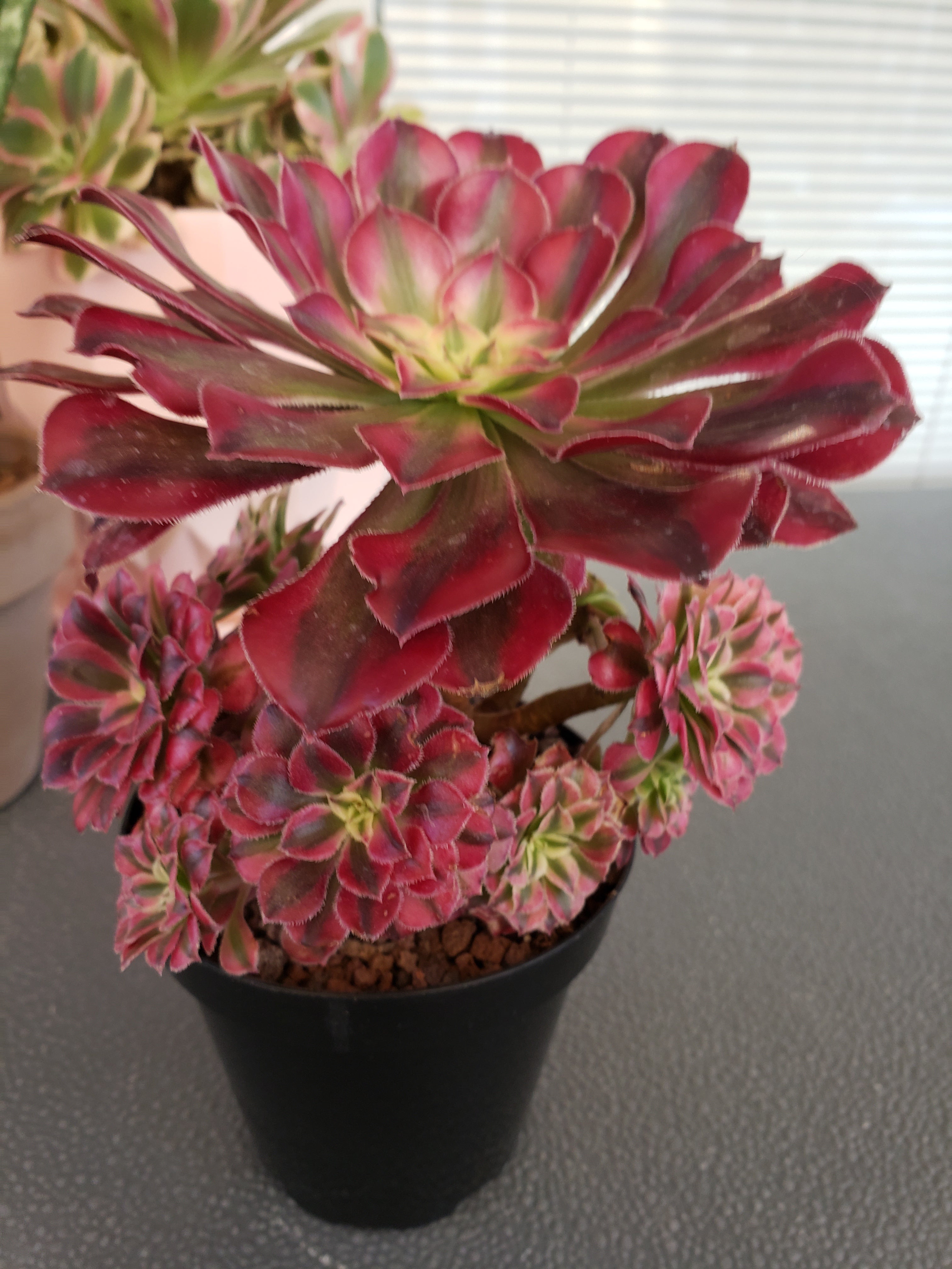 Aeonium Red Zwartkin mini cluster/topiary rooted in 4" pot. One of a kind!
