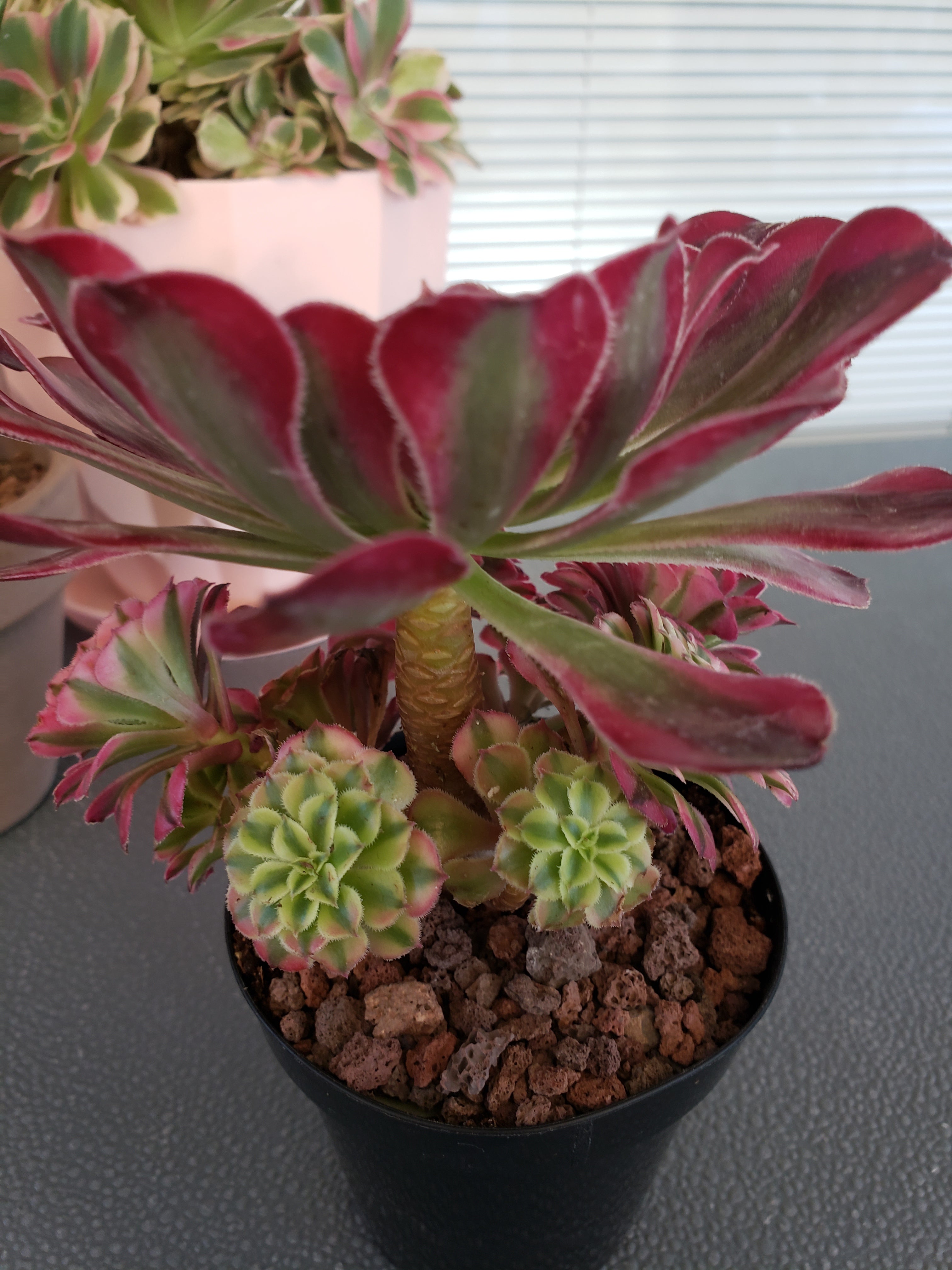 Aeonium Red Zwartkin mini cluster/topiary rooted in 4" pot. One of a kind!