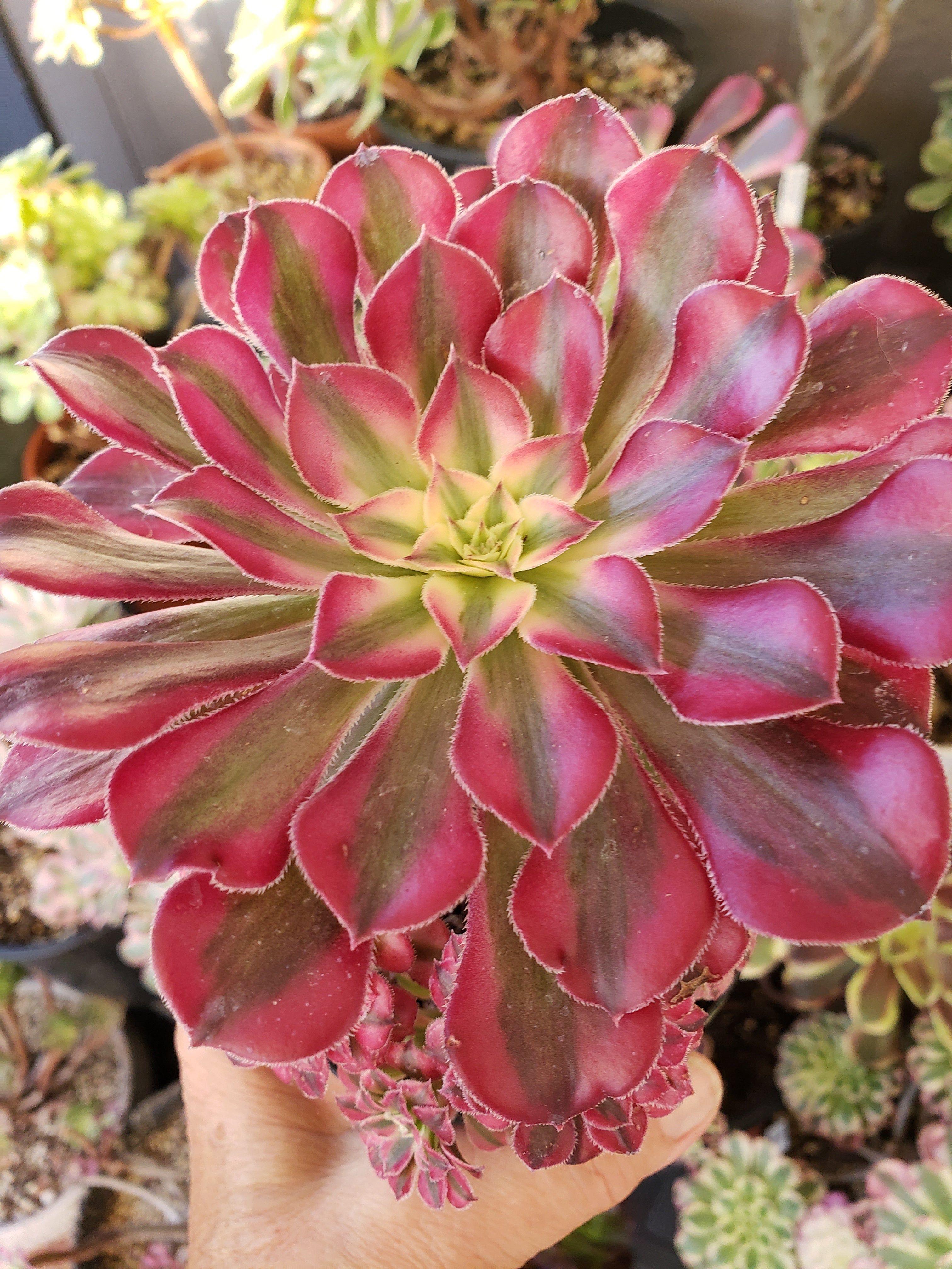 Aeonium Red Zwartkin mini cluster/topiary rooted in 4" pot. One of a kind!