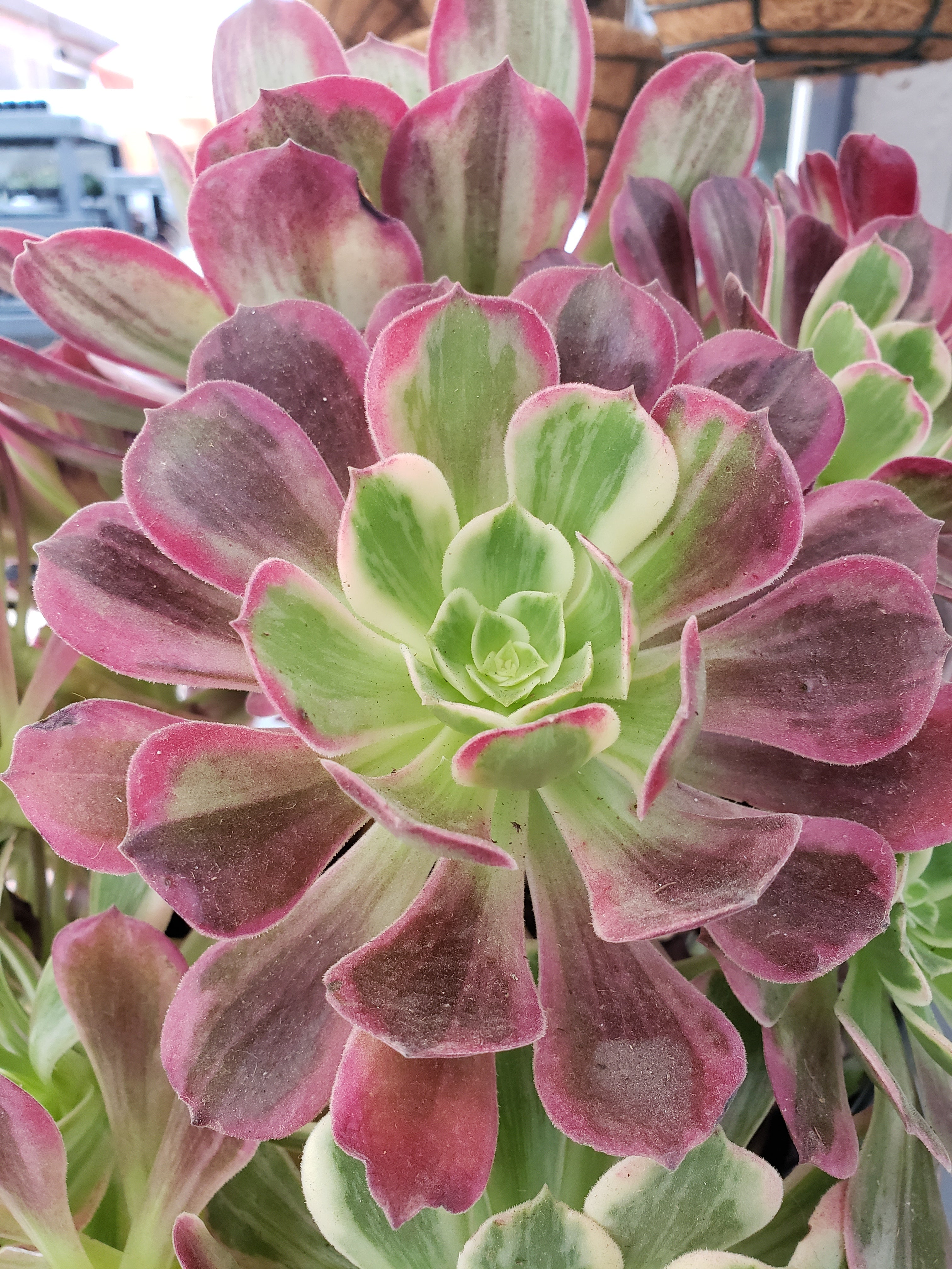 Aeonium Wedding Dress rooted in 6 inch pot - Large head - 7" diameter.