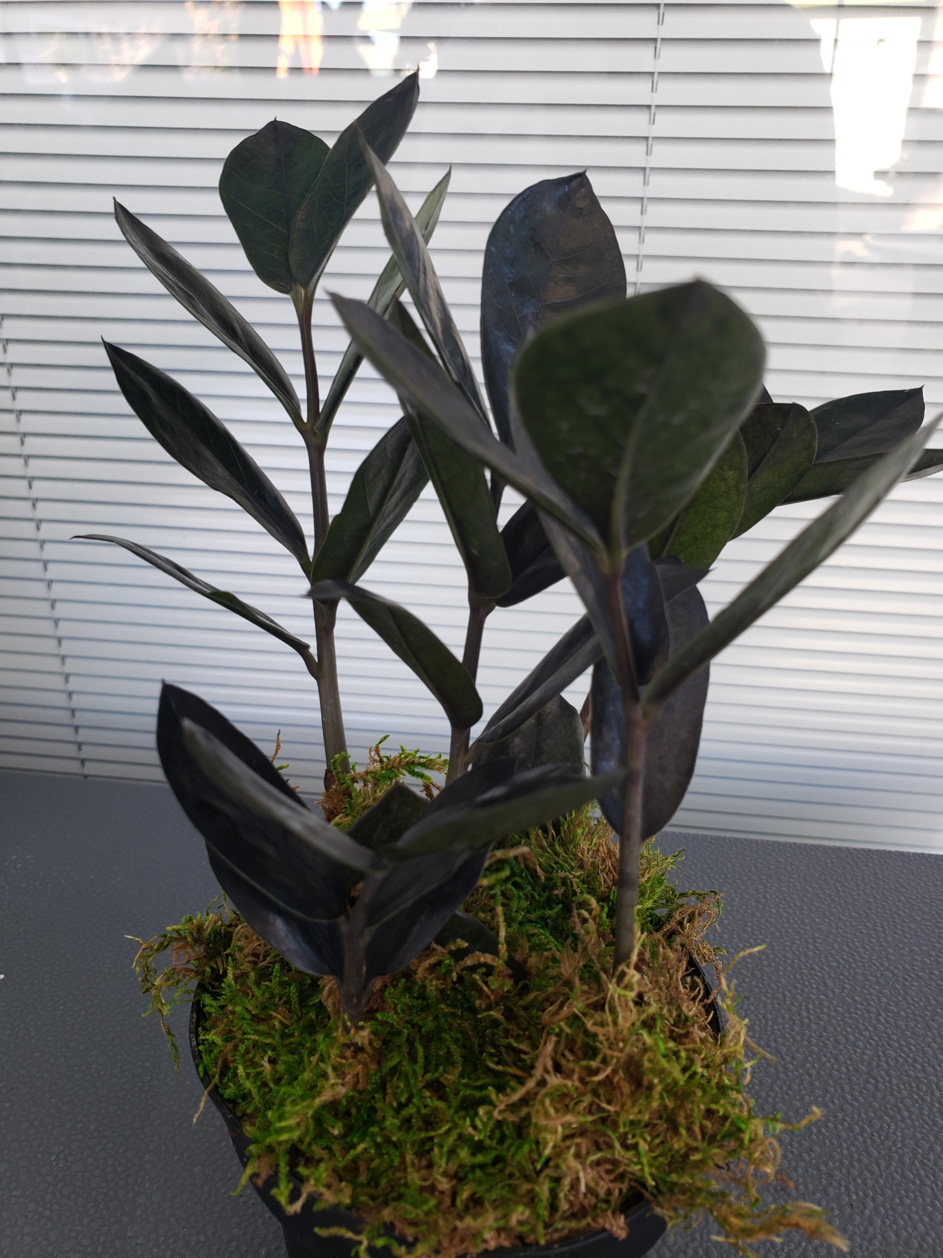 ZZ Plant - Black Raven rare succulent - 6" Pot