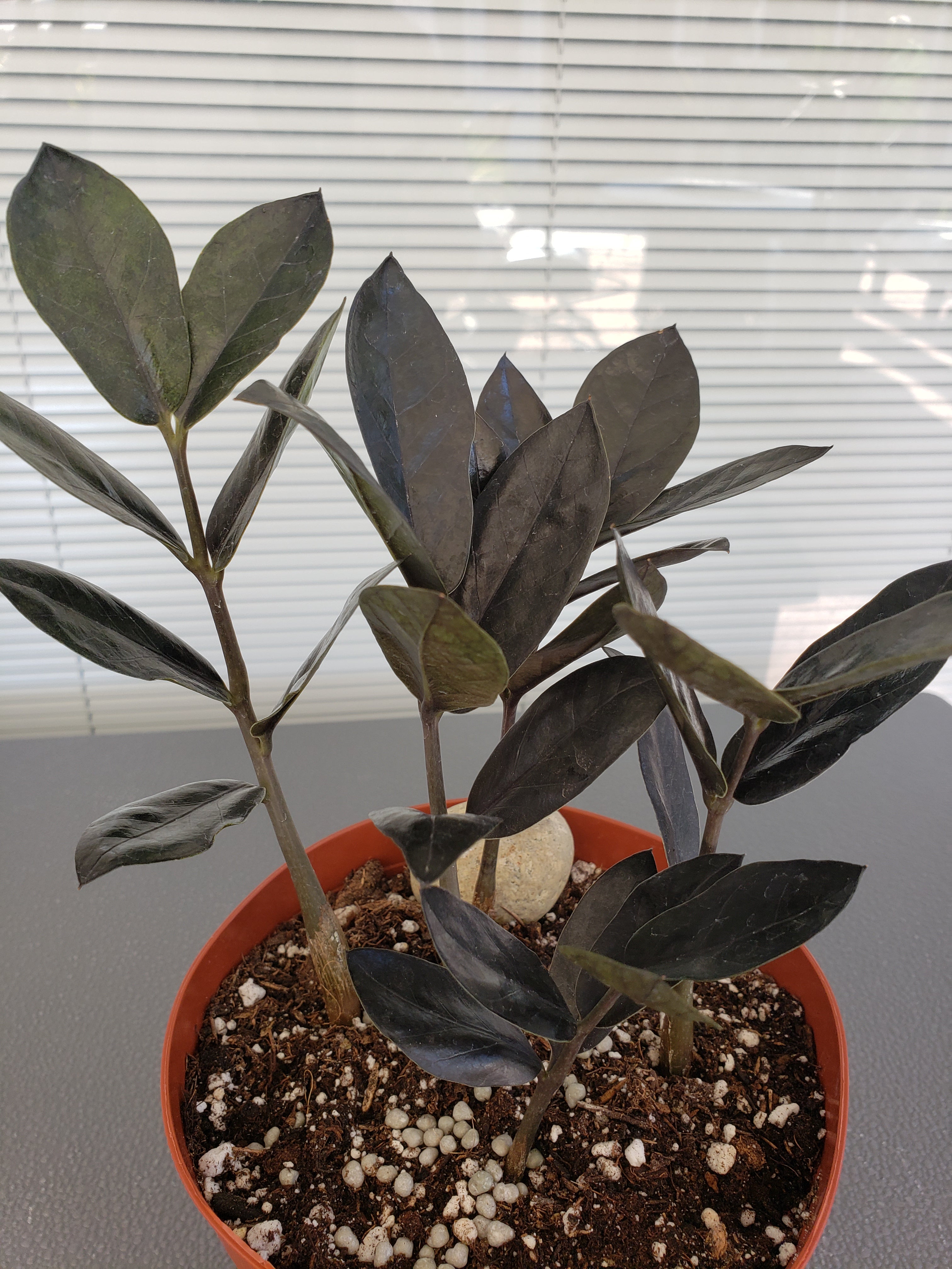 ZZ Plant - Black Raven rare succulent - 6" Pot