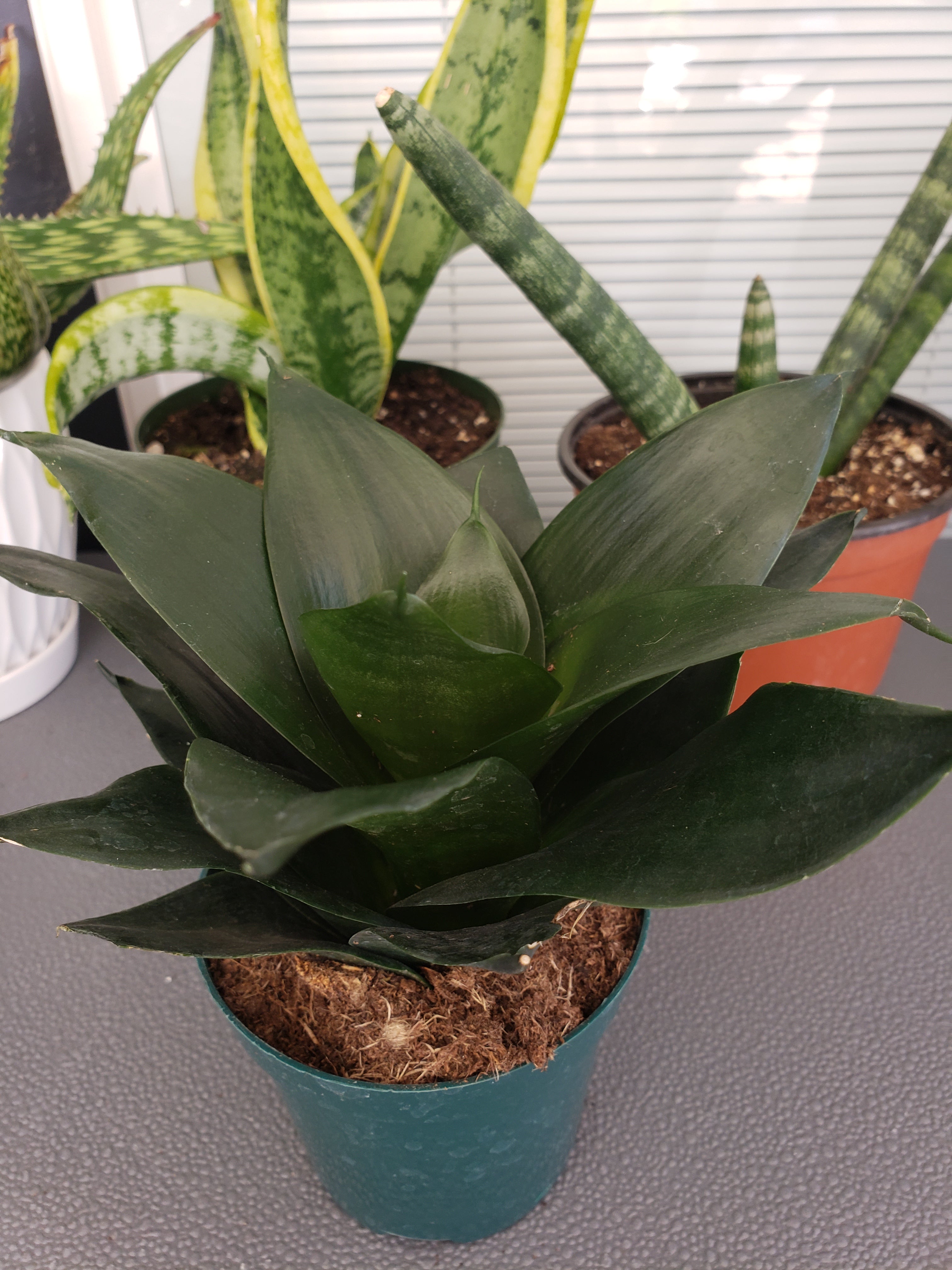 Sansevieria Hahnii Black Star - rooted in 4" pot - will ship bare root.