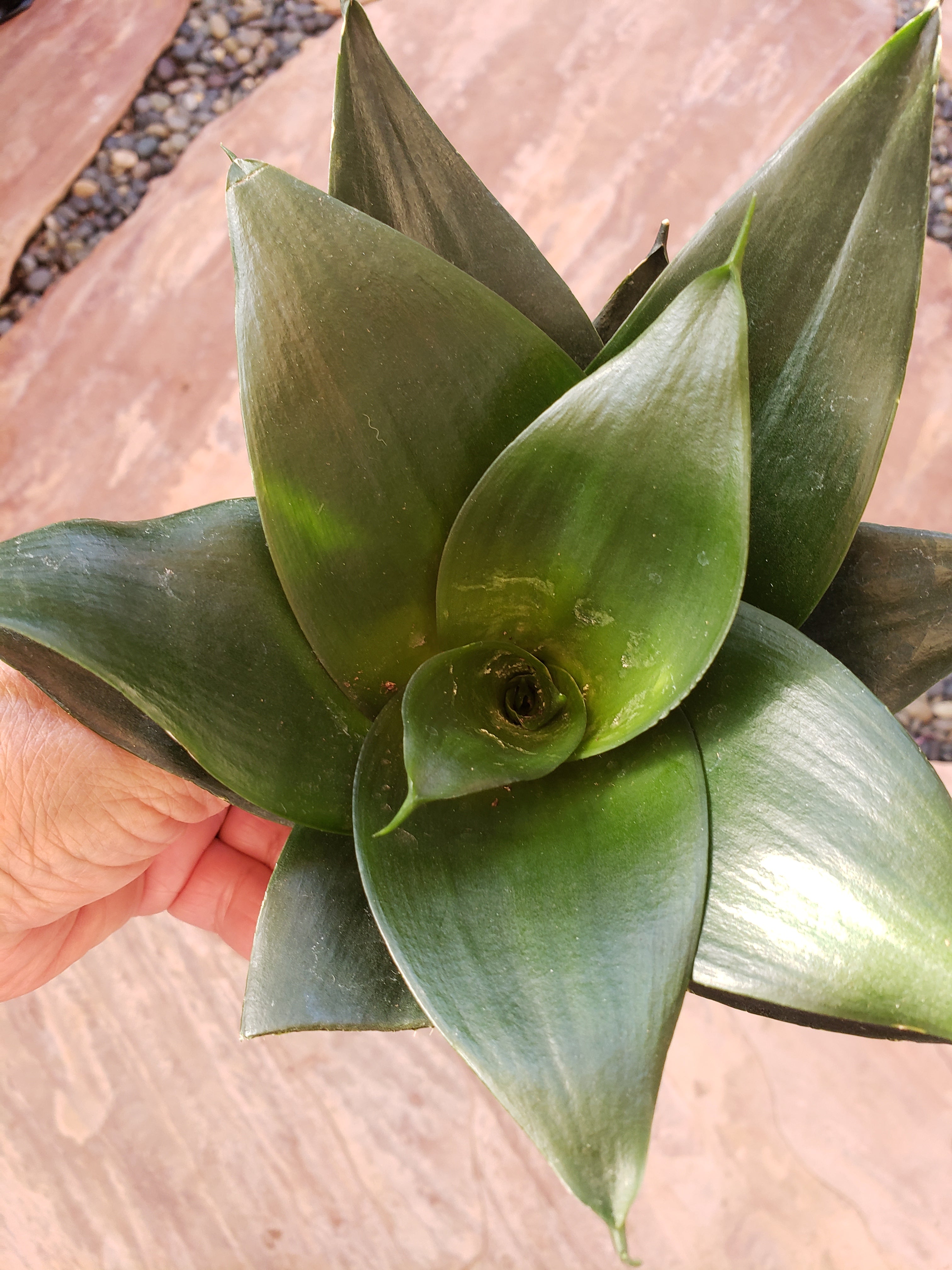Sansevieria Hahnii Black Star - rooted in 4" pot - will ship bare root.