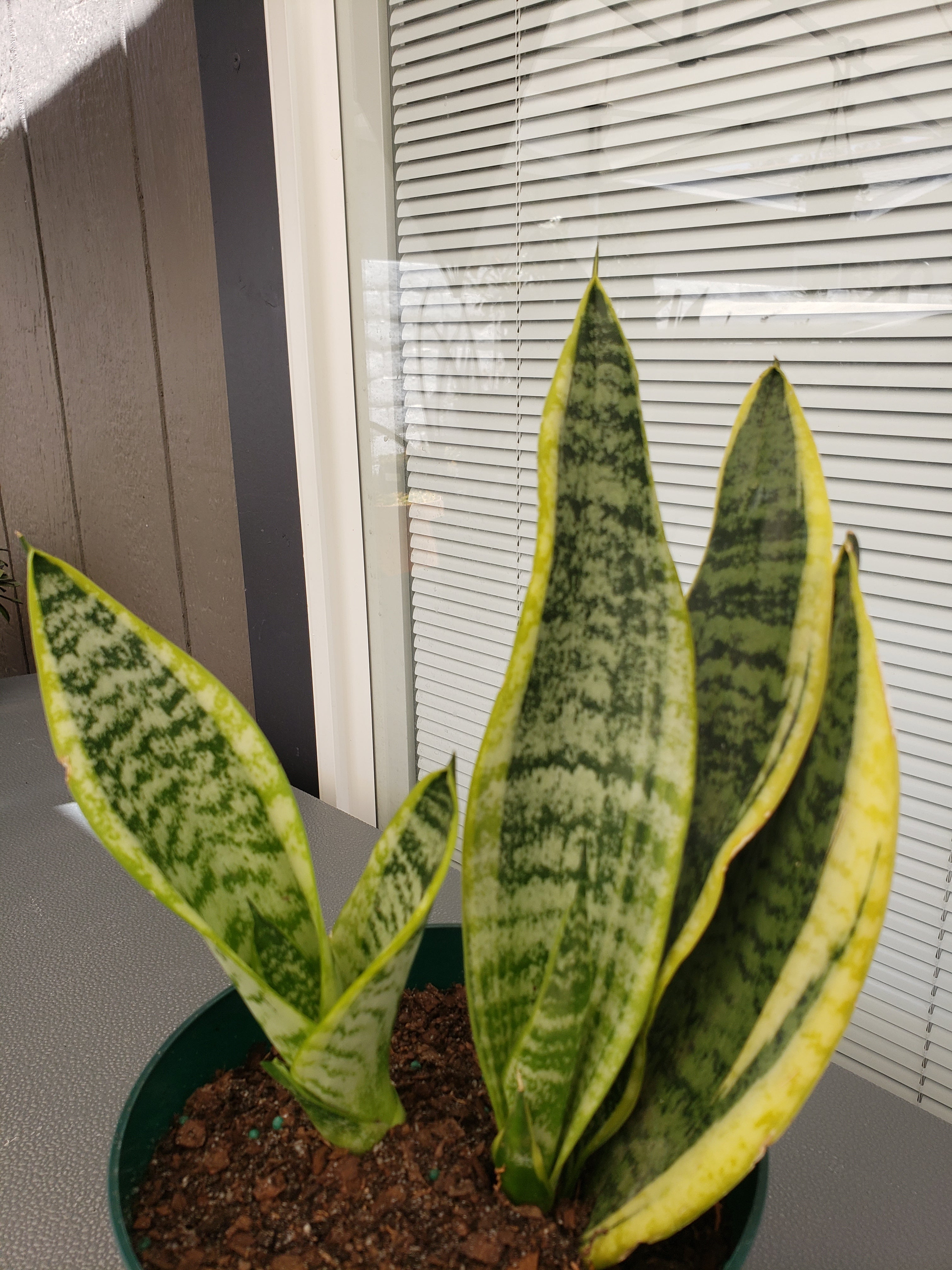 Sansevieria Futura Superba in 1 gallon pot. Will ship bare root