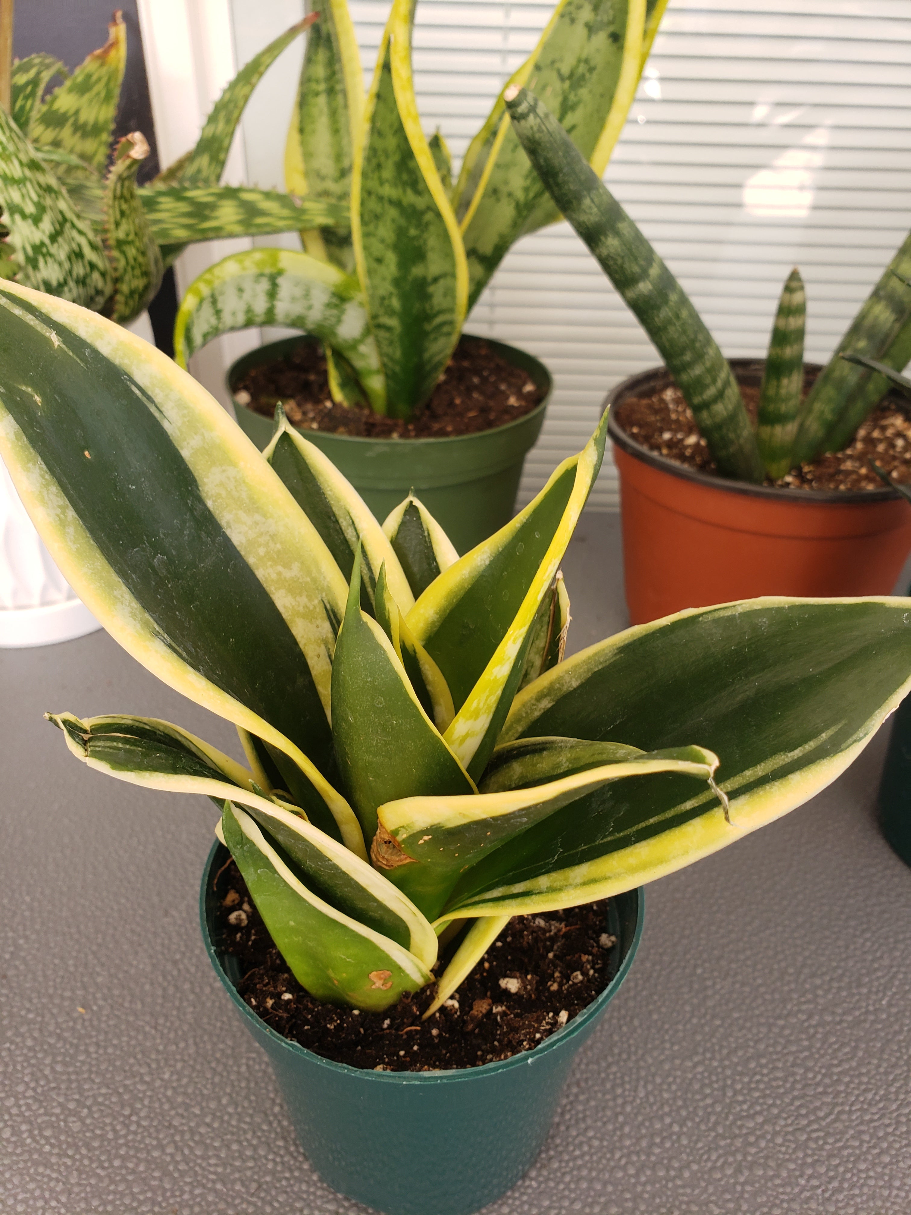Sansevieria Hahnii Jade Star - rooted in 4" pot - will ship bare root.