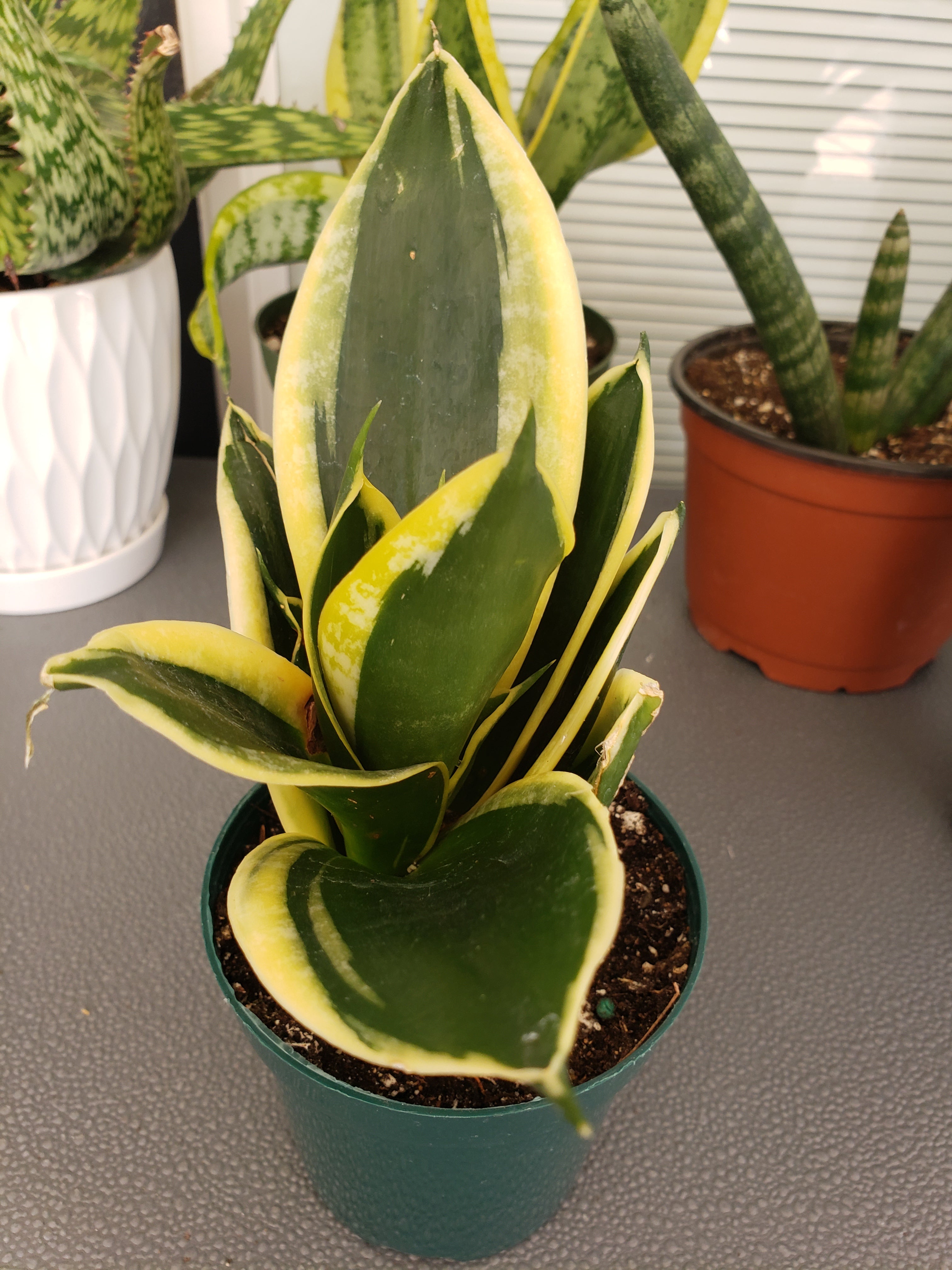 Sansevieria Hahnii Jade Star - rooted in 4" pot - will ship bare root.