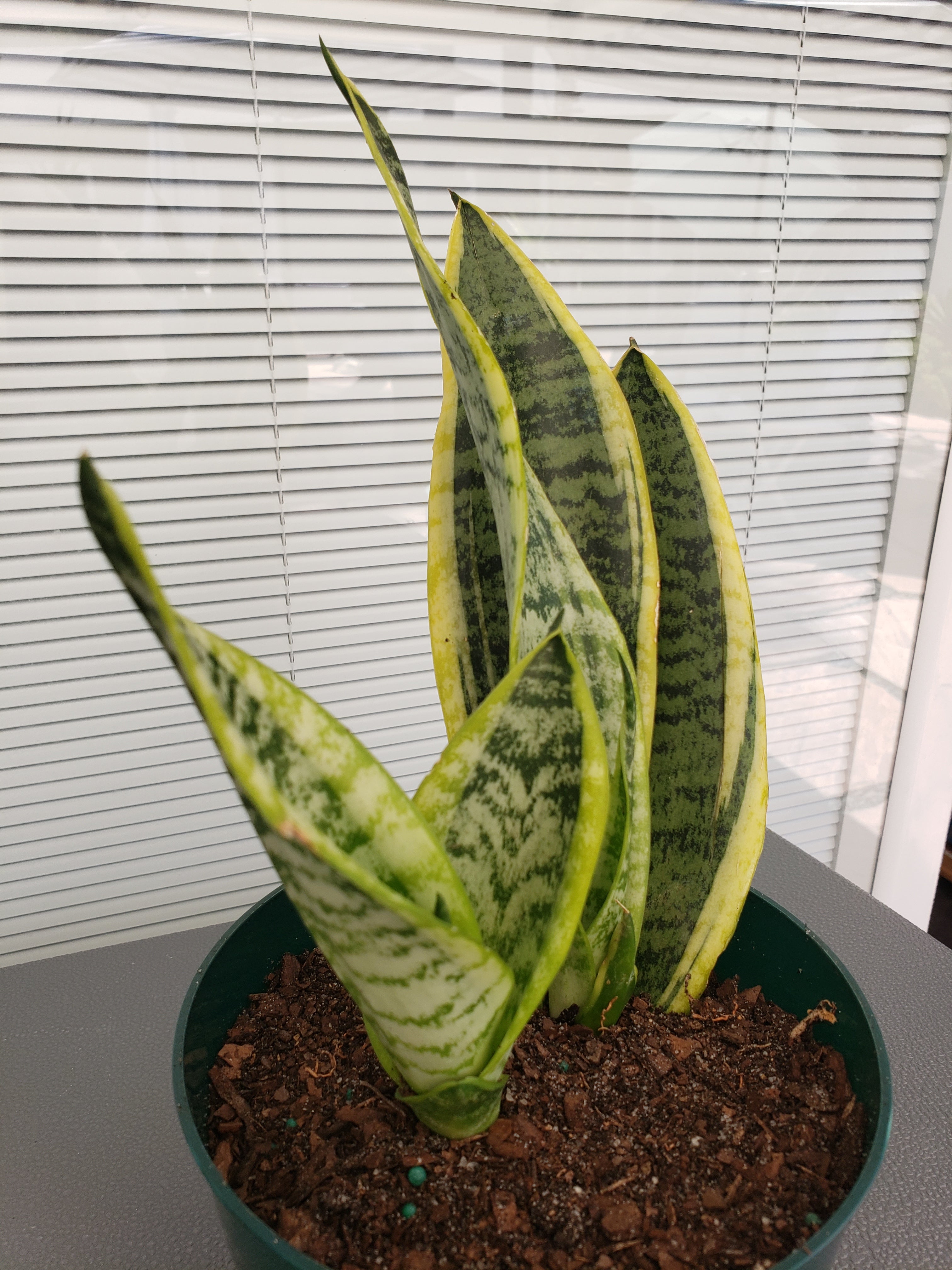Sansevieria Futura Superba in 1 gallon pot. Will ship bare root