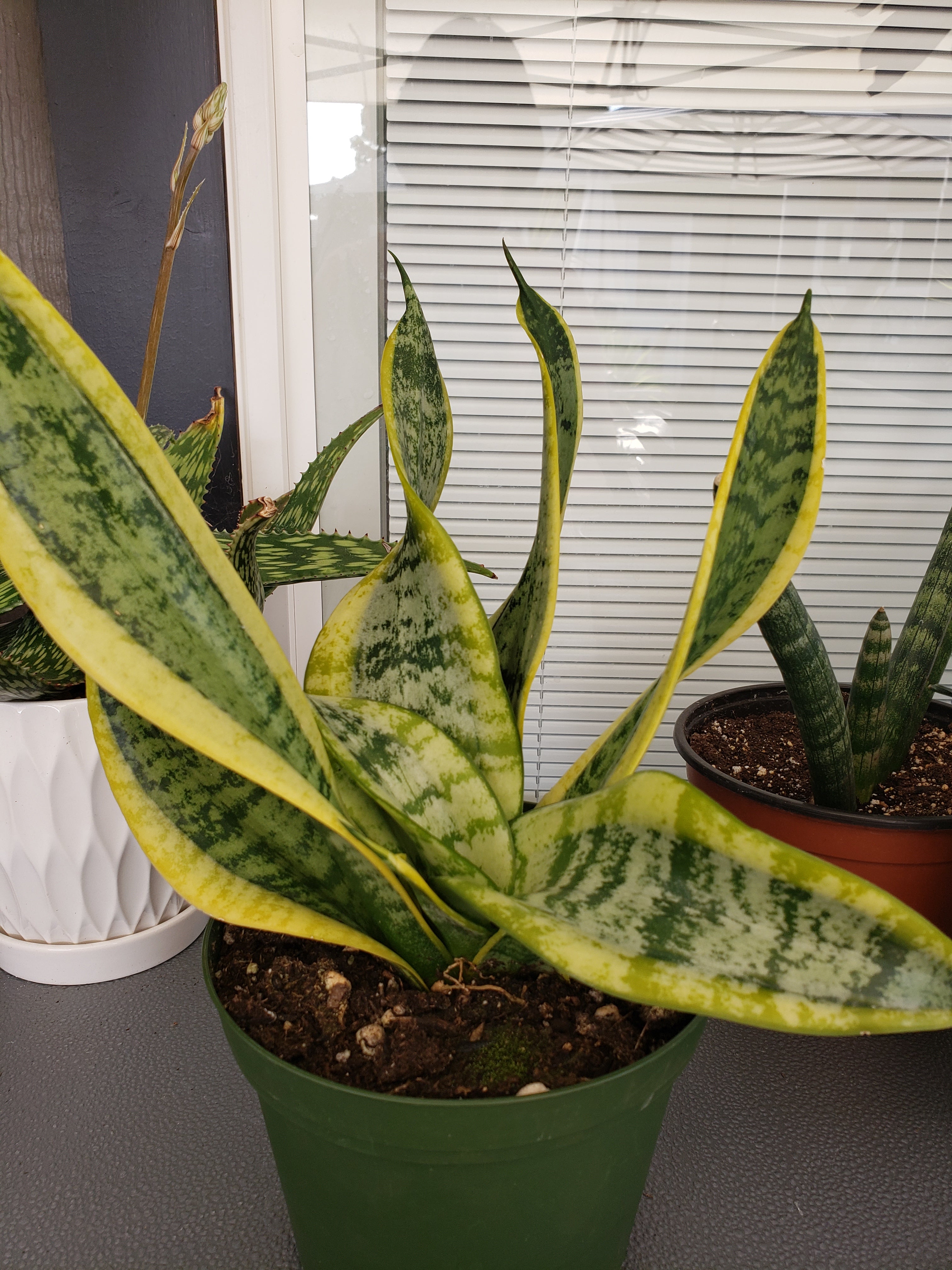 Sansevieria Twist - rooted in 6" pot. Will ship bare root.