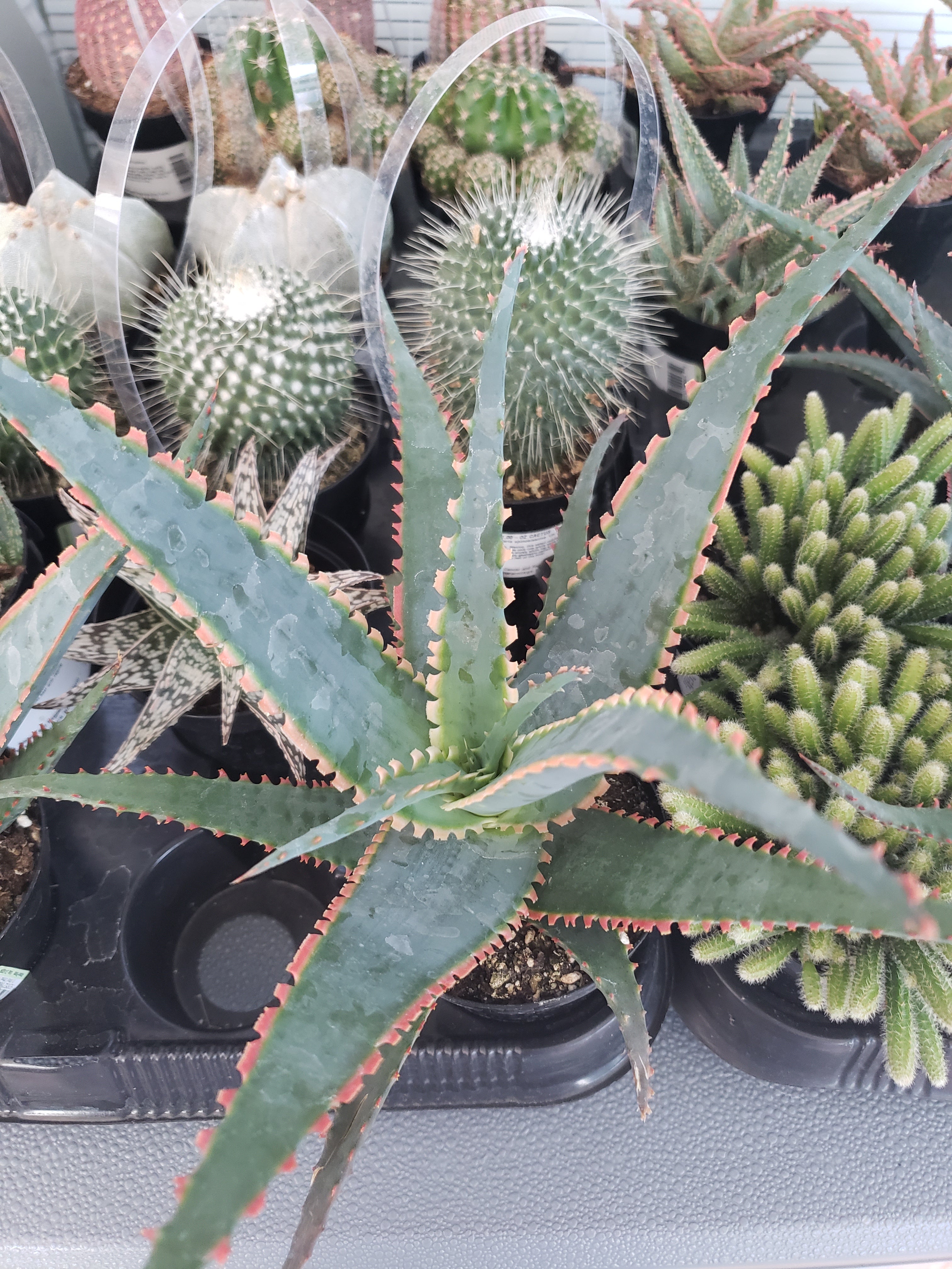 Aloe Sword Fish rooted in 4" pot. Will ship bare root.