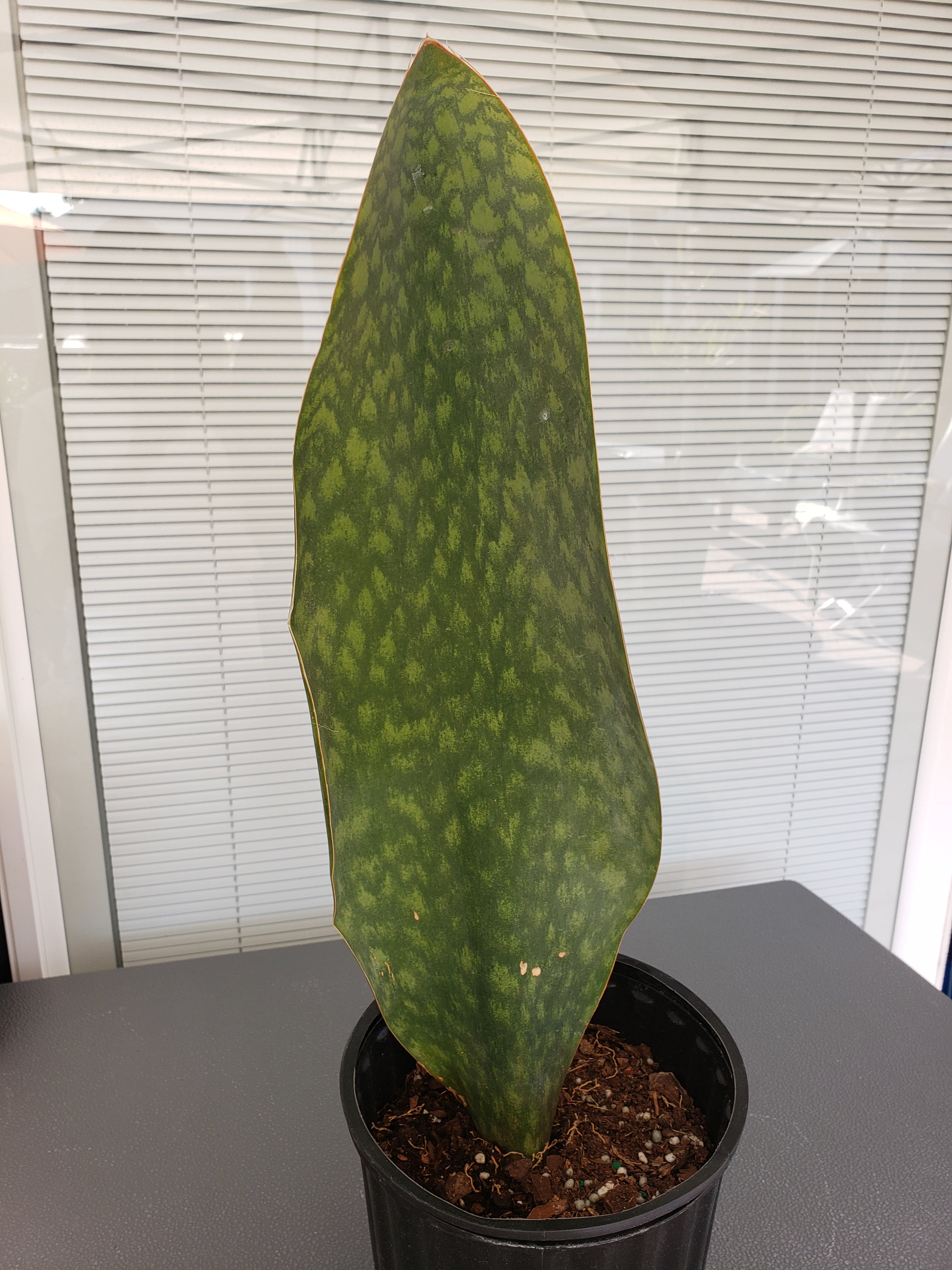 Sansevieria Masoniana Whale Fin Plant - 13" -  15" Tall