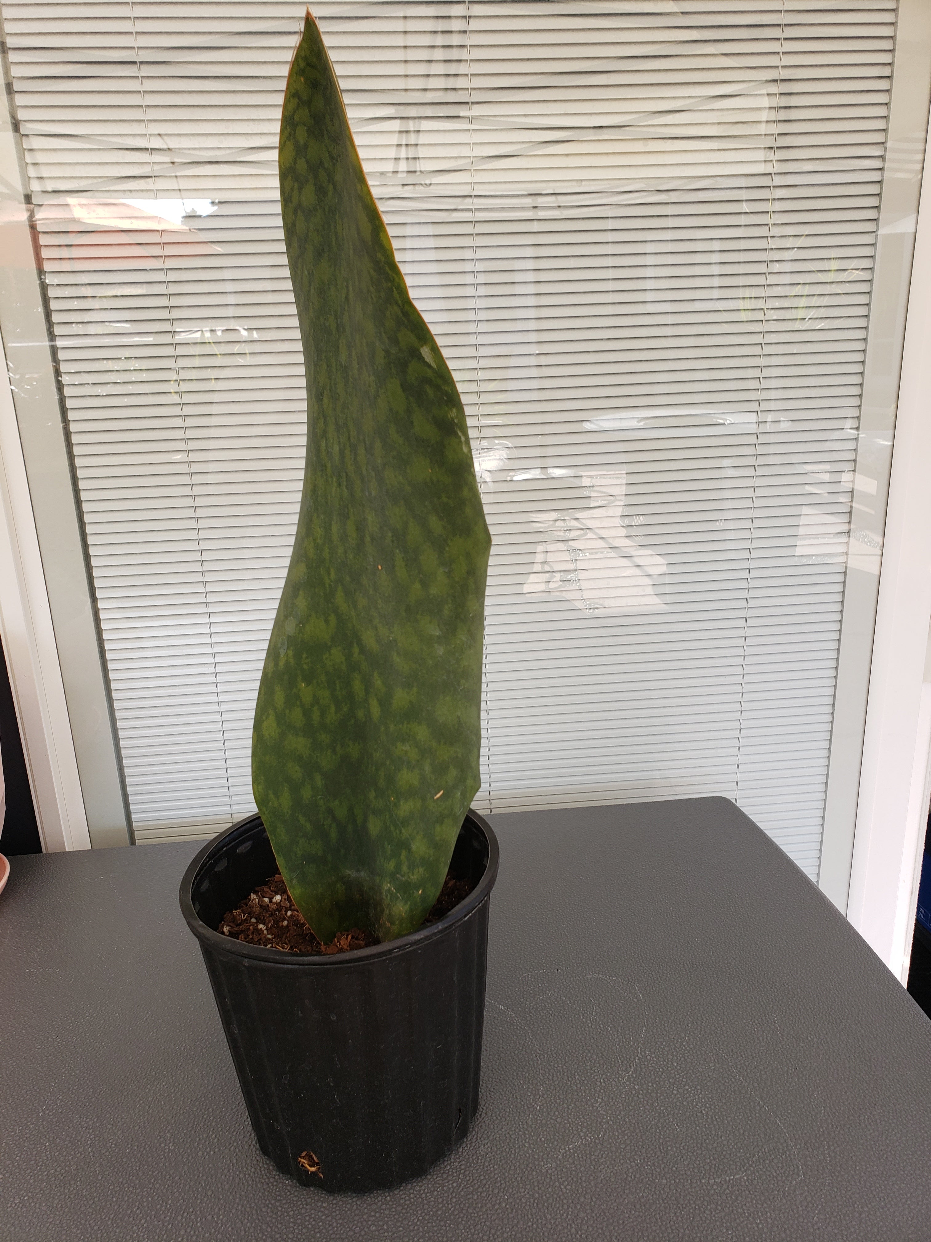 Sansevieria Masoniana Whale Fin Plant - 13" -  15" Tall