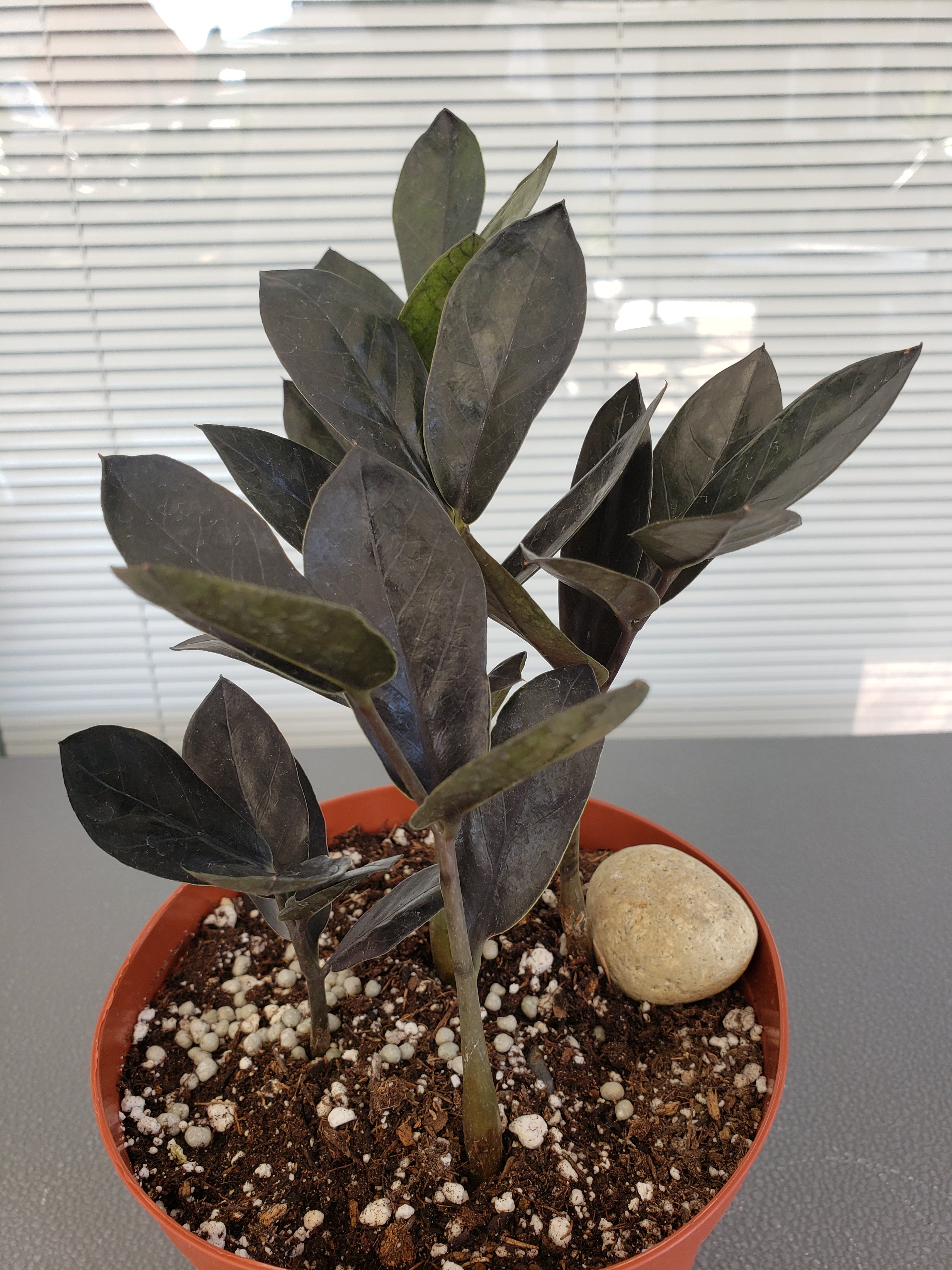 ZZ Plant - Black Raven rare succulent - 6" Pot
