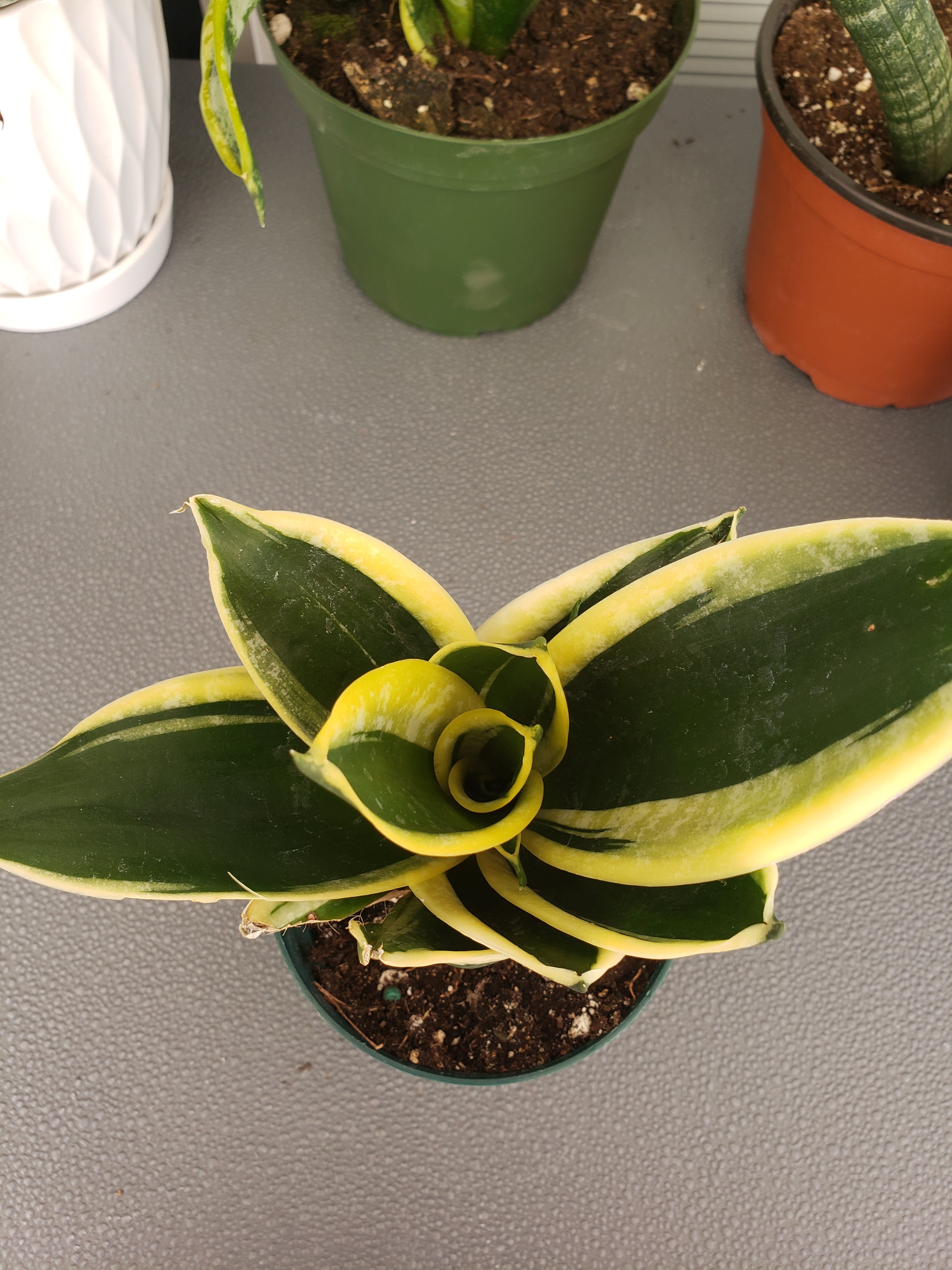 Sansevieria Hahnii Jade Star - rooted in 4" pot - will ship bare root.