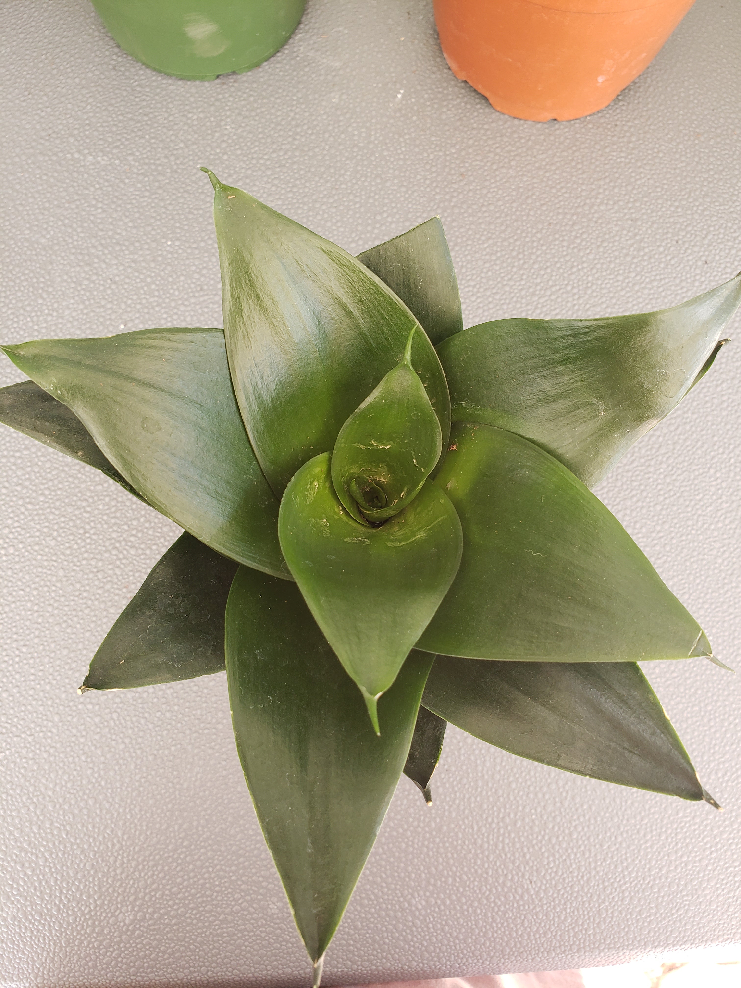 Sansevieria Hahnii Black Star - rooted in 4" pot - will ship bare root.